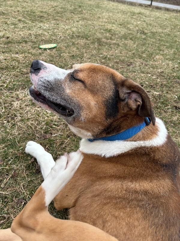 Lou, Adoptable, Young Male American Bulldog & Mixed Breed.