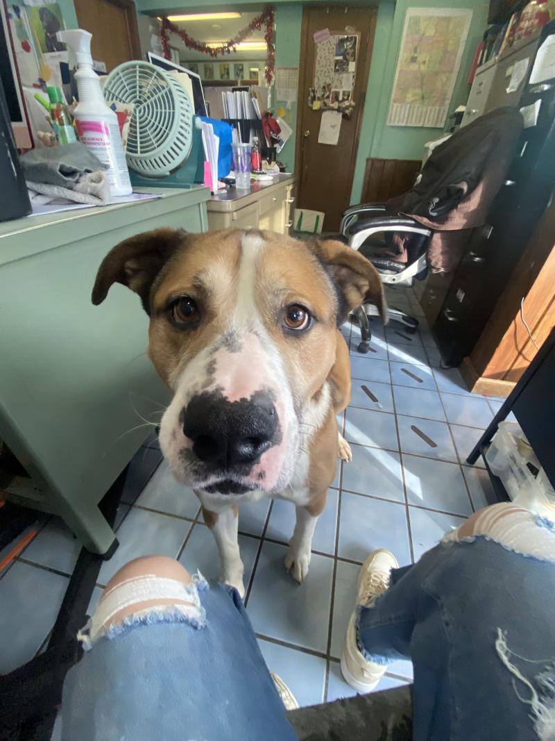 Enlarge Lou, a Adoptable mixed breed in Cortland, NY image 6/6