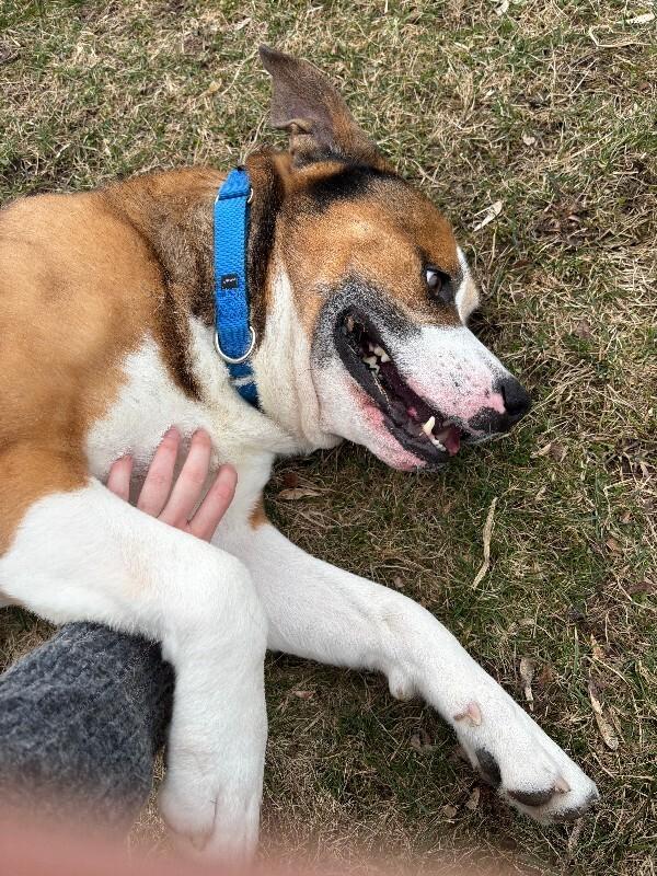 Enlarge Lou, a Adoptable mixed breed in Cortland, NY image 2/6