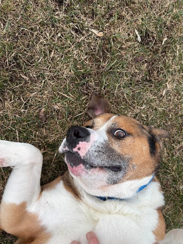 Enlarge Lou, a Adoptable mixed breed in Cortland, NY image 3/6