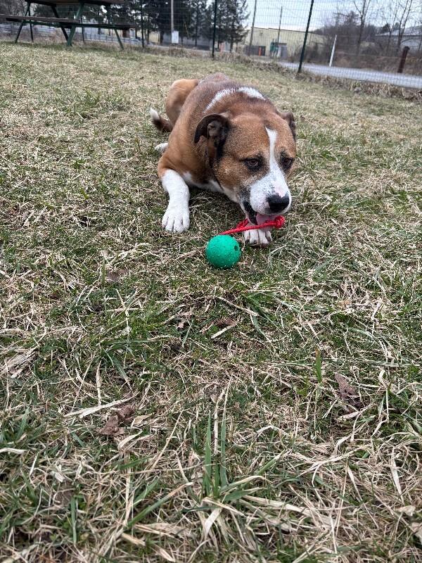 Enlarge Lou, a Adoptable mixed breed in Cortland, NY image 4/6
