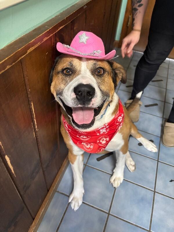 Enlarge Lou, a Adoptable mixed breed in Cortland, NY image 5/6