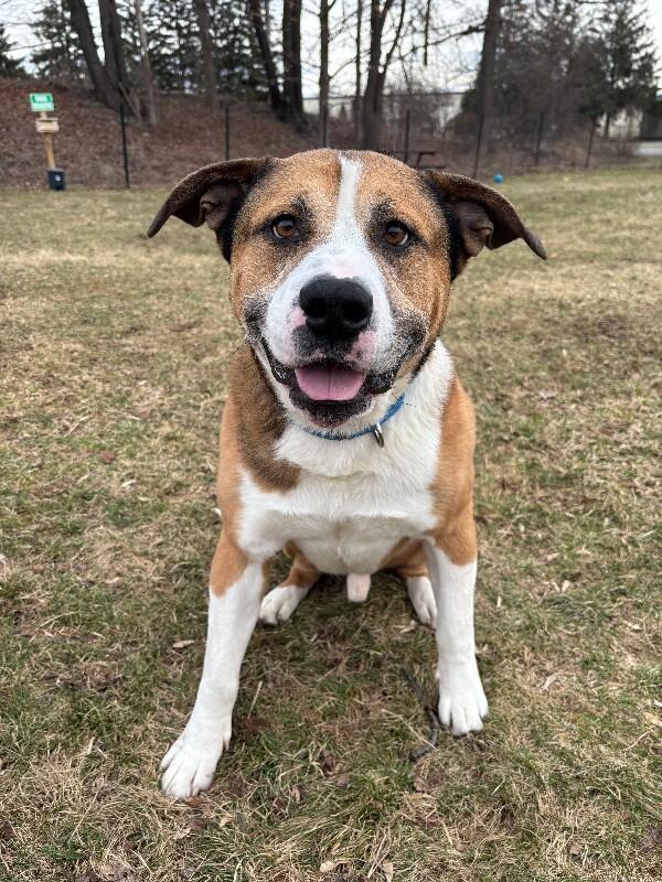 Enlarge Lou, a Adoptable mixed breed in Cortland, NY image 6/6