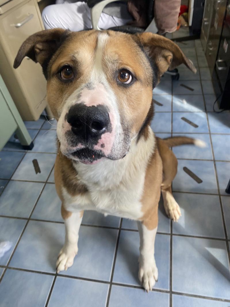 Enlarge Lou, a Adoptable mixed breed in Cortland, NY image 6/6