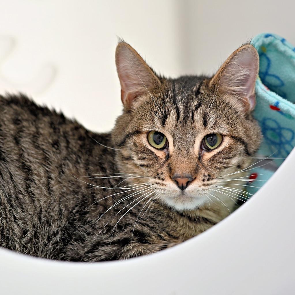 Reece, Adoptable, Young Male Domestic Short Hair.