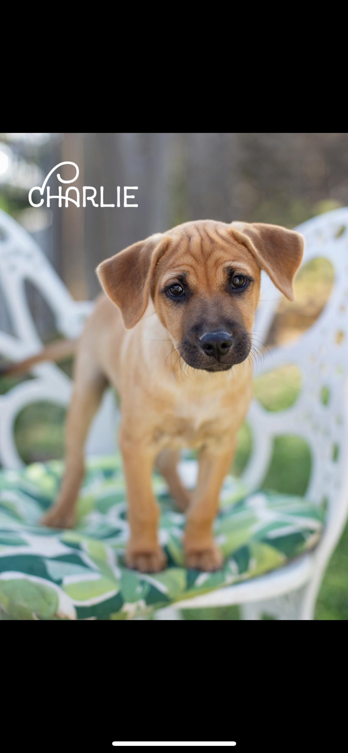 Charlie, Adoptable, Puppy Male Terrier & Beagle.