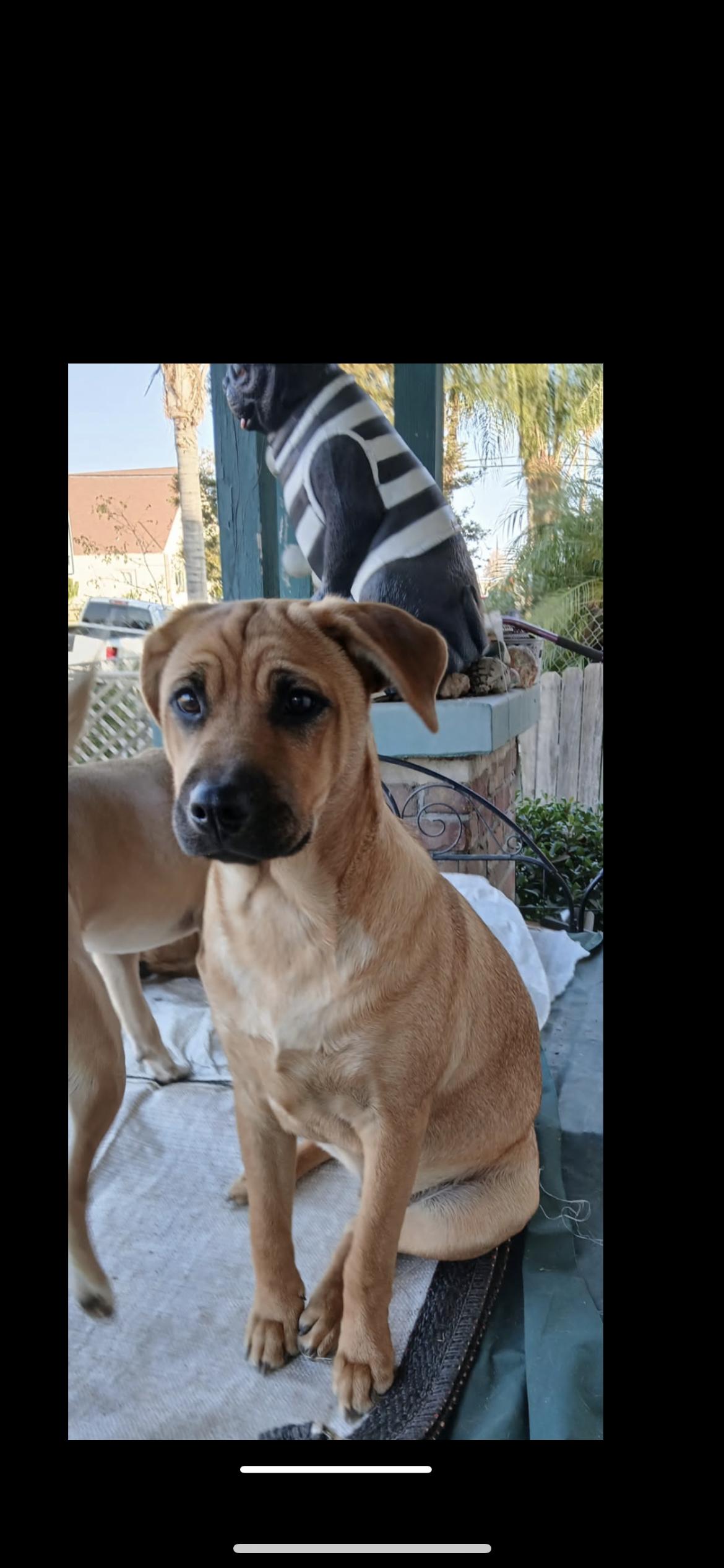 Charlie, a Adoptable mixed breed in Hamden, CT image 2/6