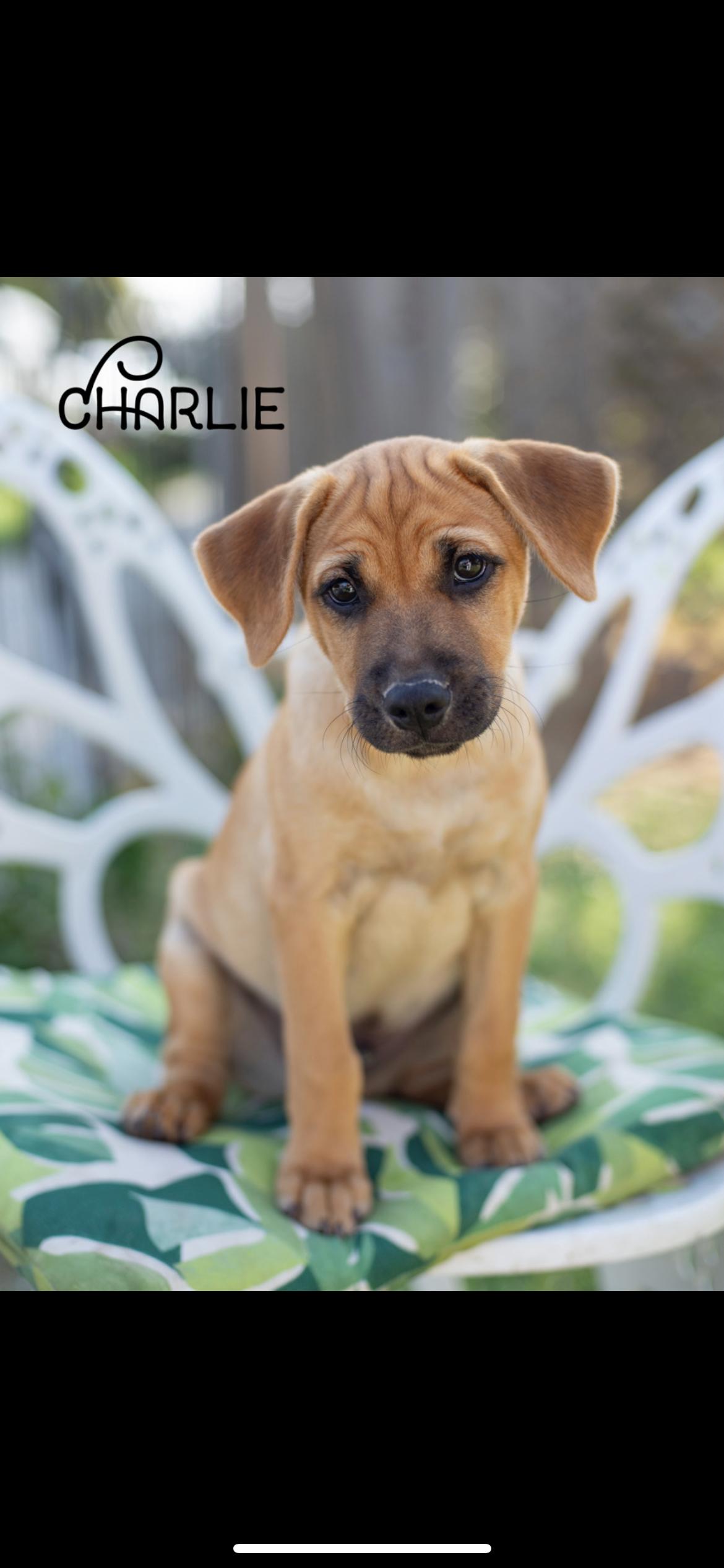 Charlie, a Adoptable mixed breed in Hamden, CT image 3/6