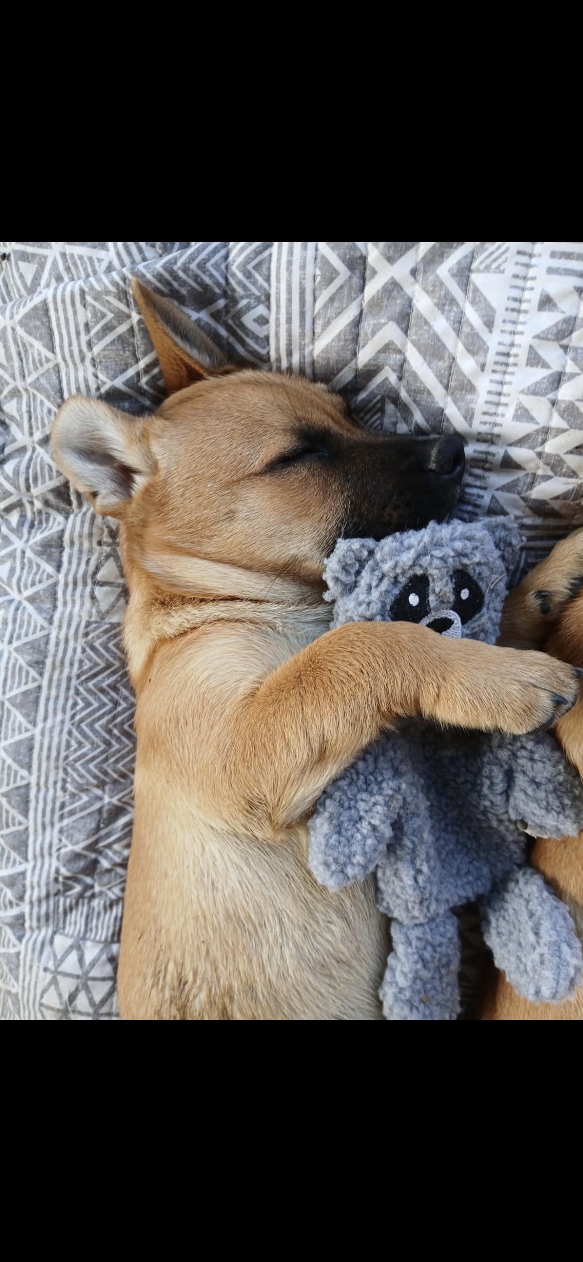 Charlie, a Adoptable mixed breed in Hamden, CT image 4/6