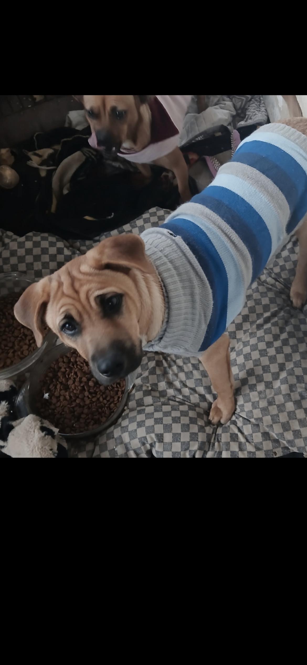 Charlie, a Adoptable mixed breed in Hamden, CT image 5/6