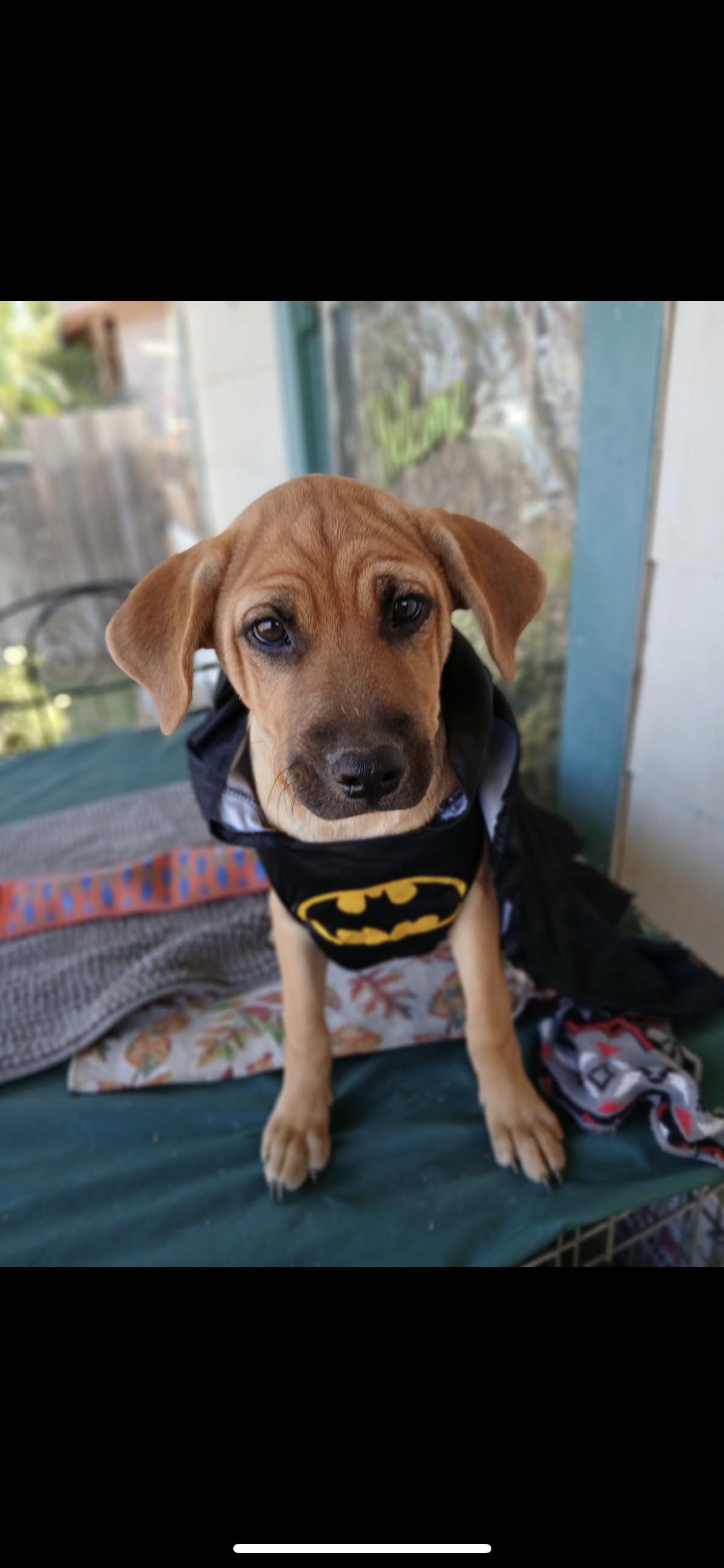 Charlie, a Adoptable mixed breed in Hamden, CT image 6/6