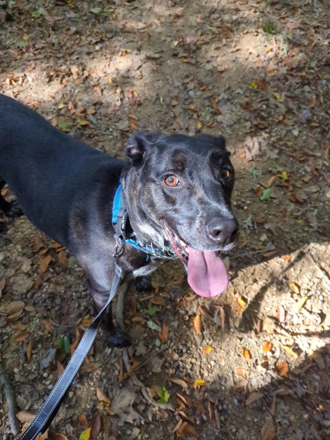 Enlarge Atlas, a Adopted mixed breed in Indianapolis, IN image 3/4