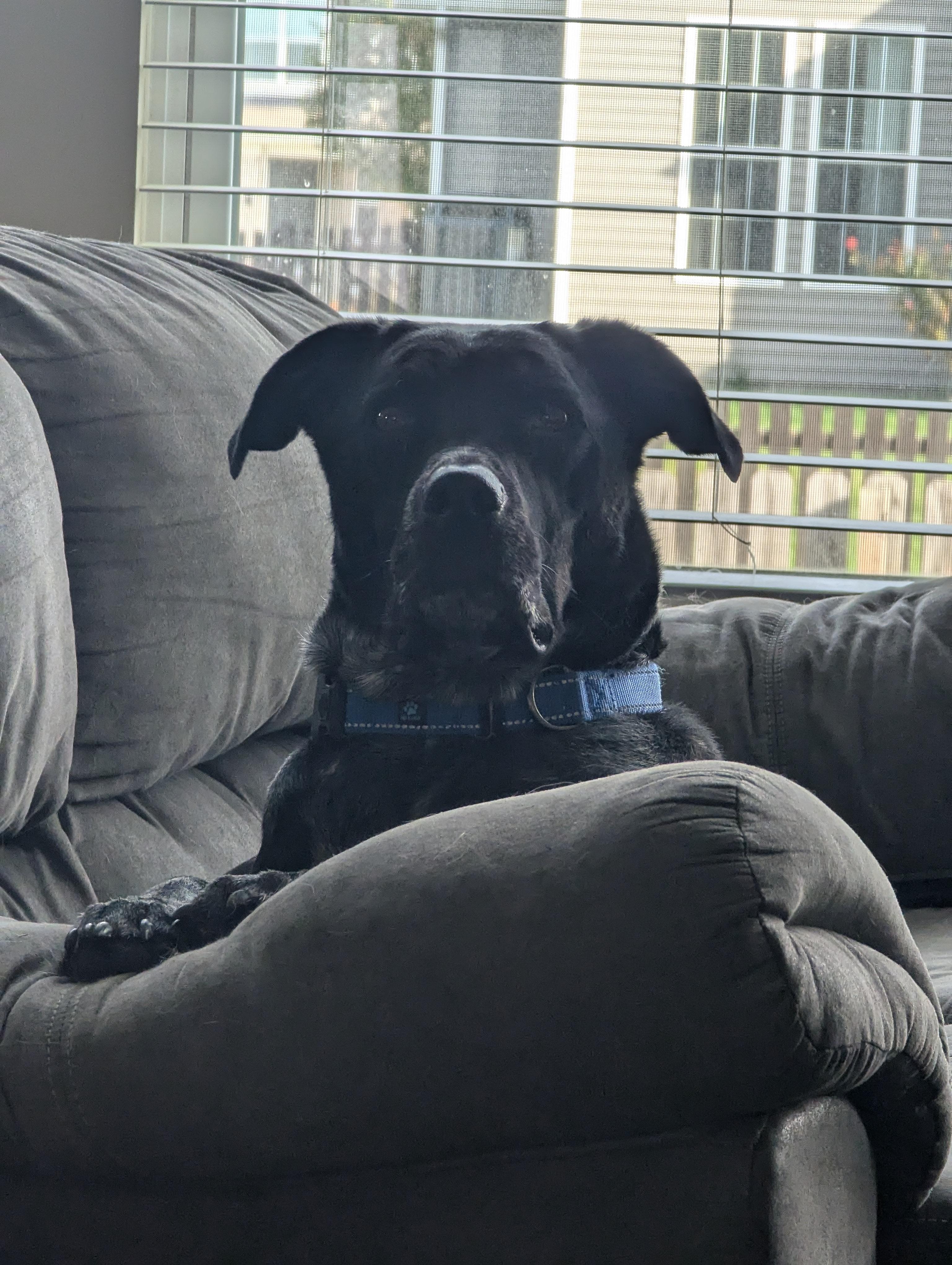 Enlarge Atlas, a Adopted mixed breed in Indianapolis, IN image 2/4