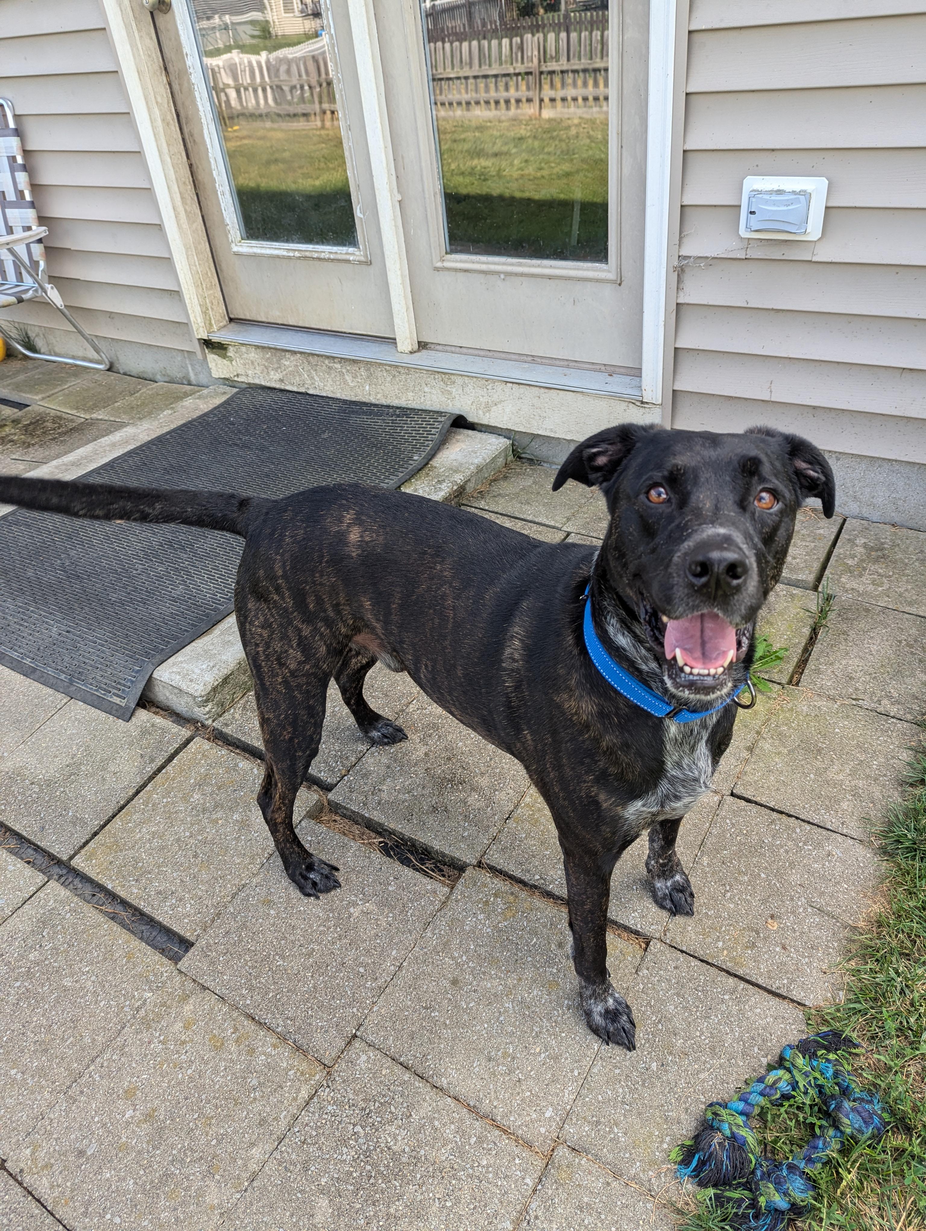 Enlarge Atlas, a Adopted mixed breed in Indianapolis, IN image 1/4