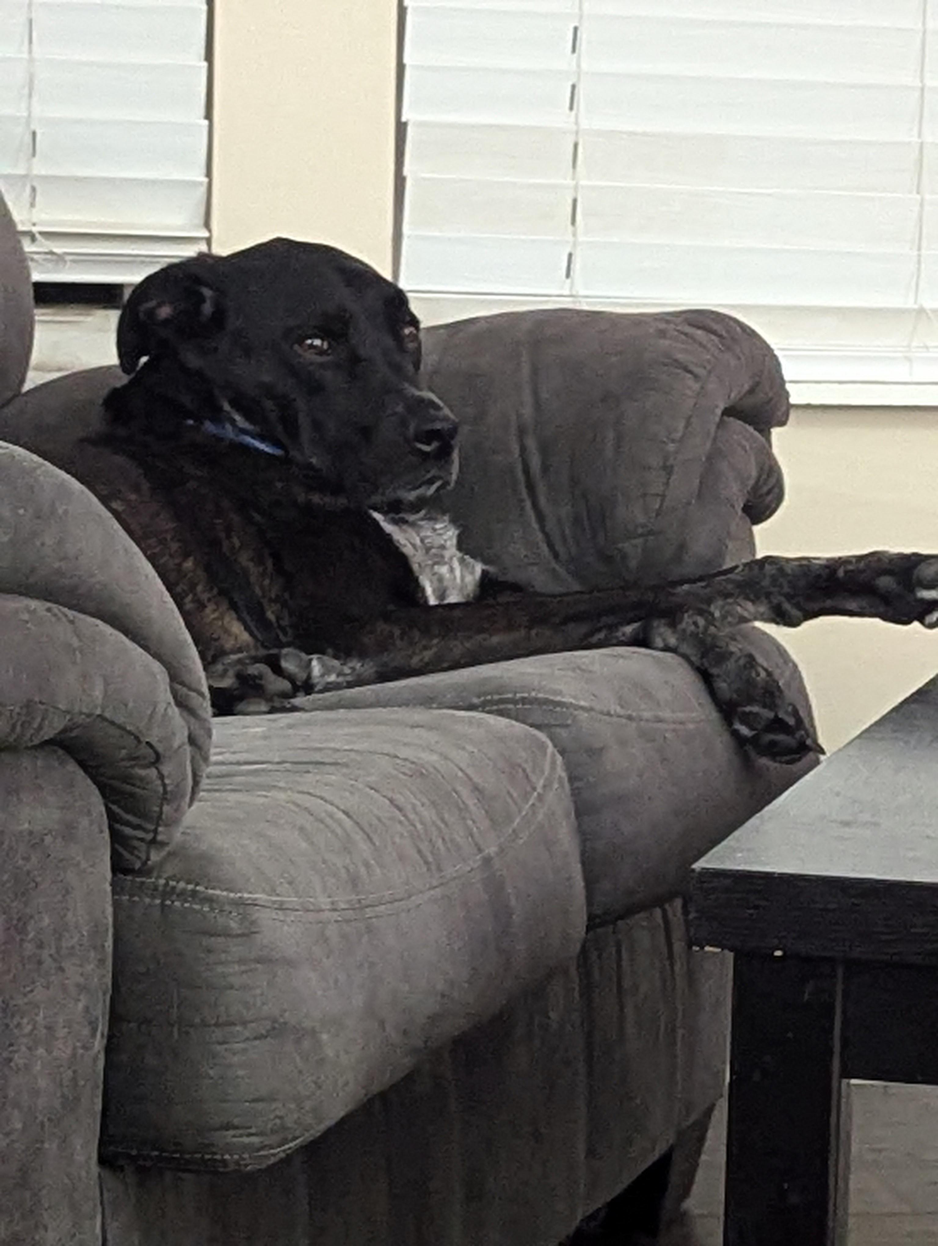 Enlarge Atlas, a Adopted mixed breed in Indianapolis, IN image 4/4