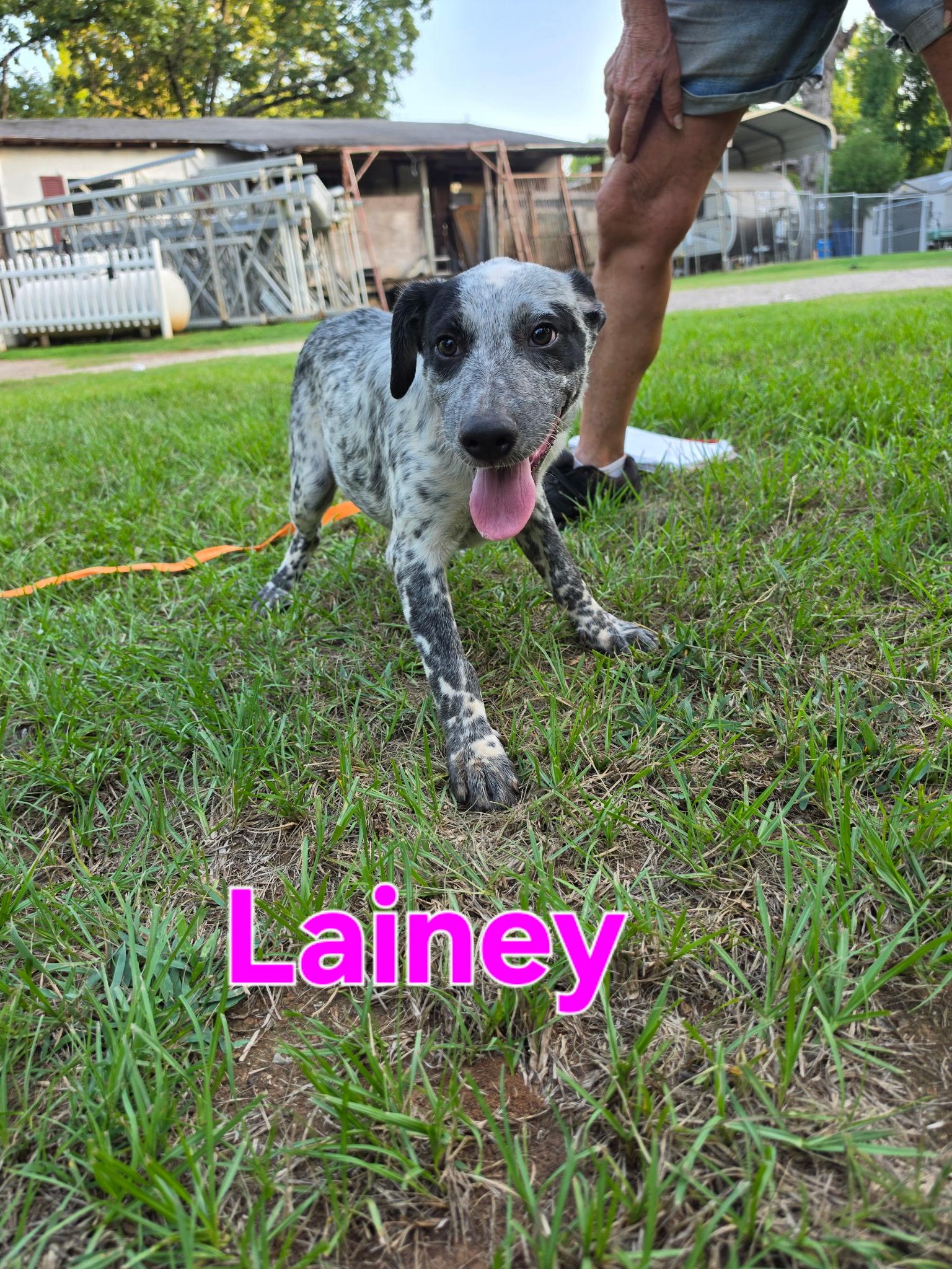 Lainey, Adopted, Puppy Female Australian Cattle Dog / Blue Heeler.