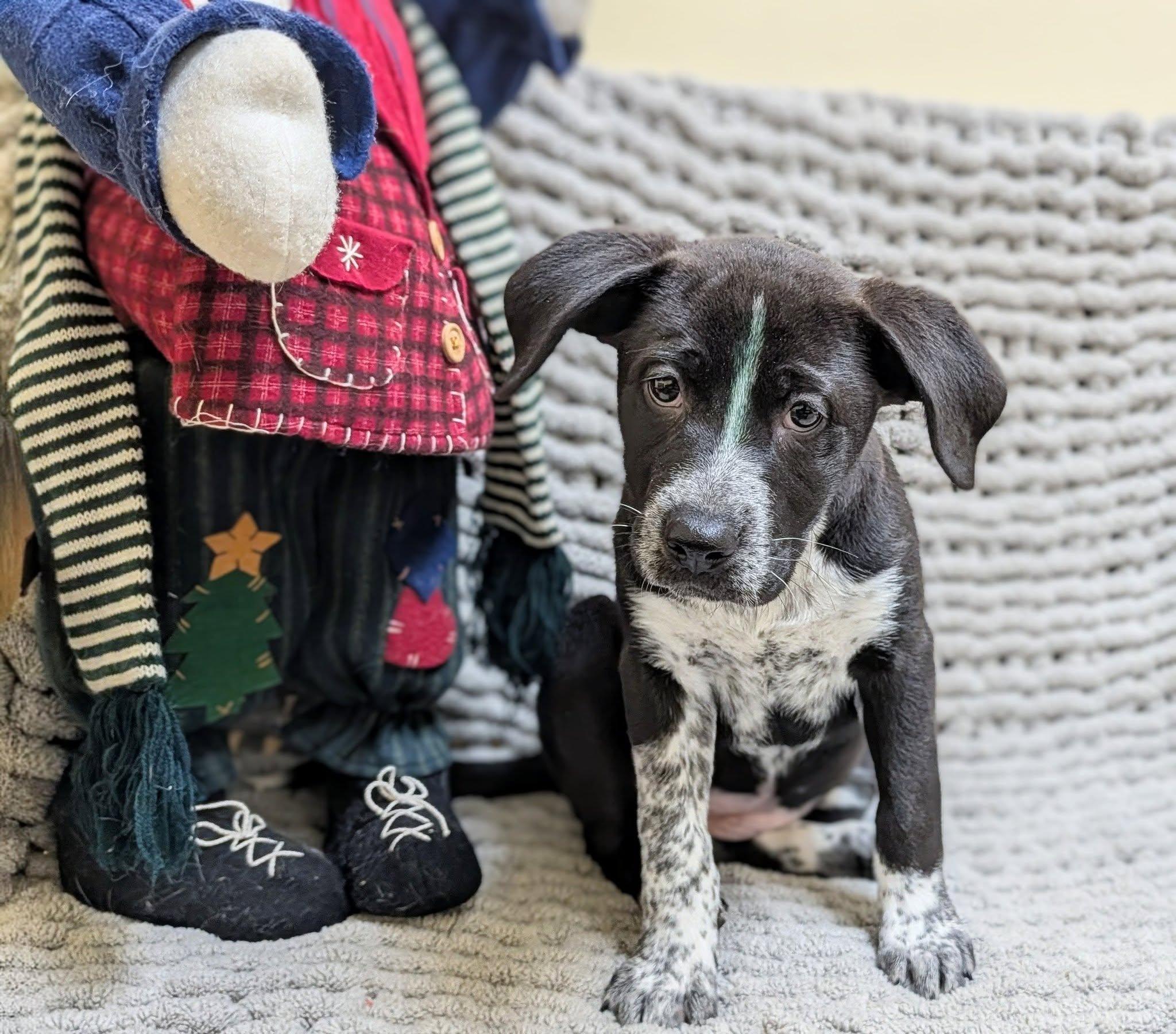 Brandy, adopted, Puppy Female Mixed Breed.