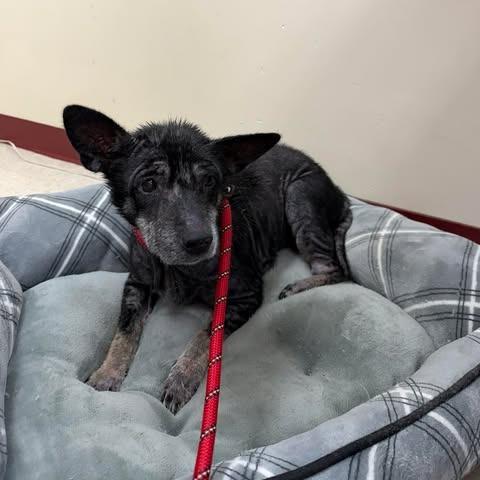 Regina, Adoptable, Senior Female Mixed Breed.