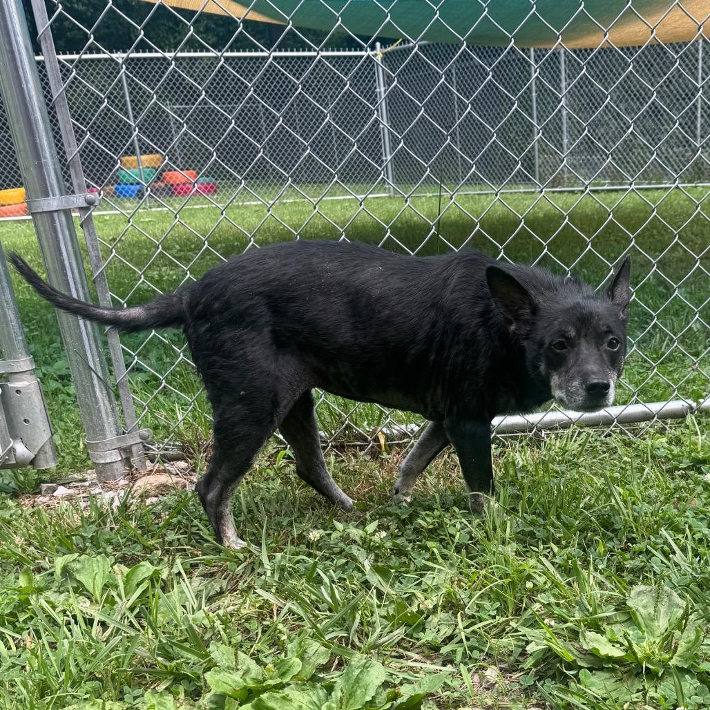 Regina, a Adoptable Mixed Breed in Fairmont, WV image 2/3