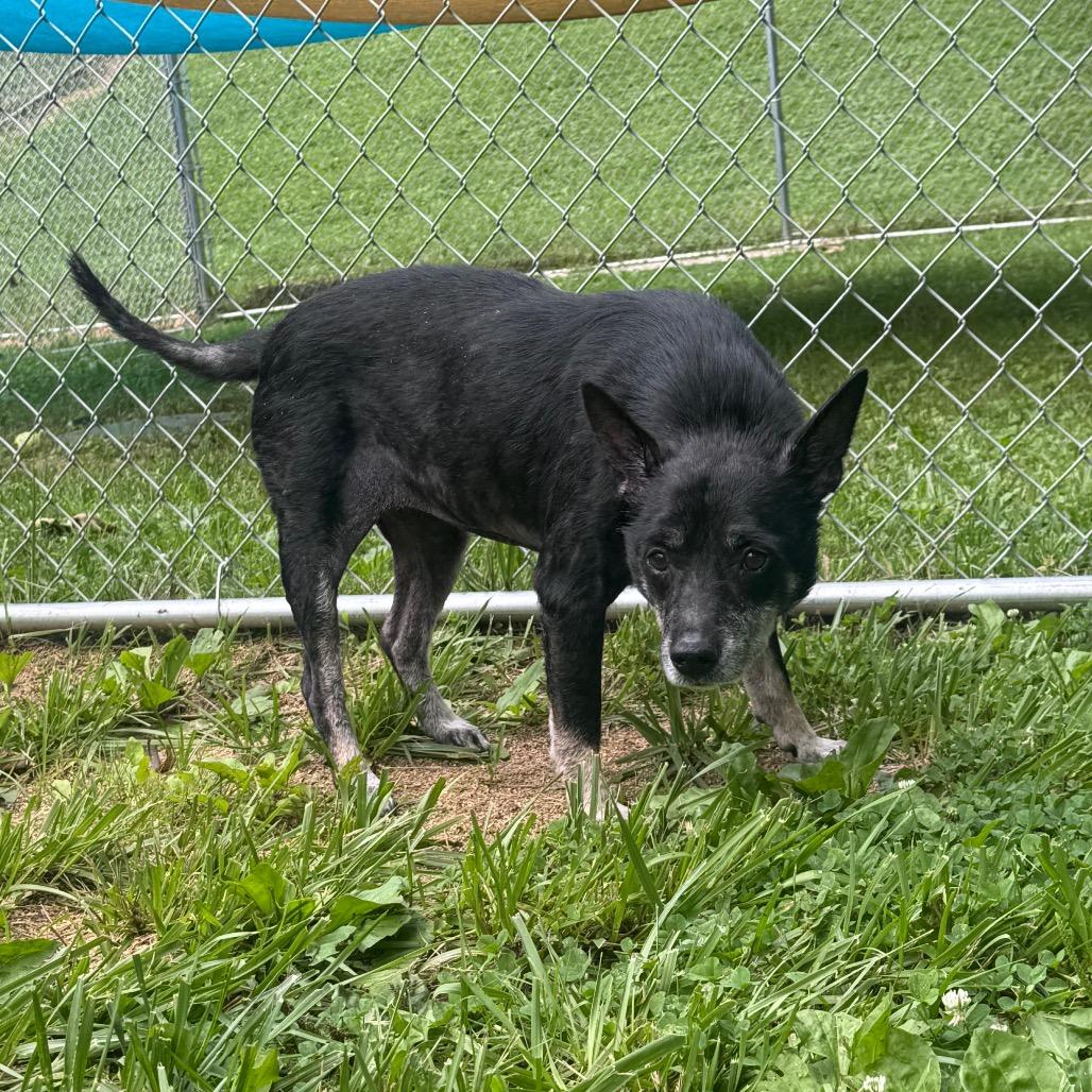 Regina, a Adoptable Mixed Breed in Fairmont, WV image 3/3
