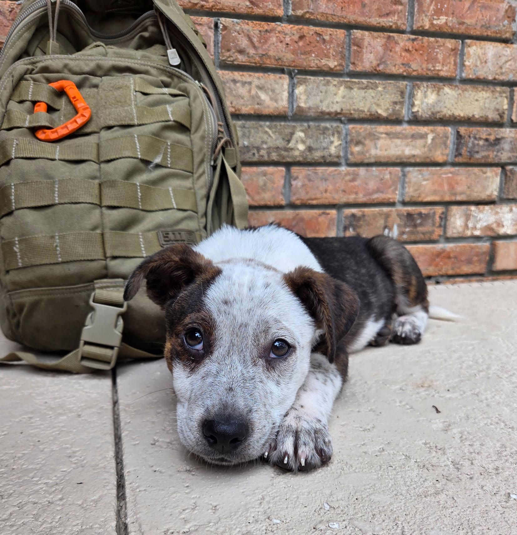 Tank, Adoptable, Puppy Male Australian Cattle Dog / Blue Heeler.