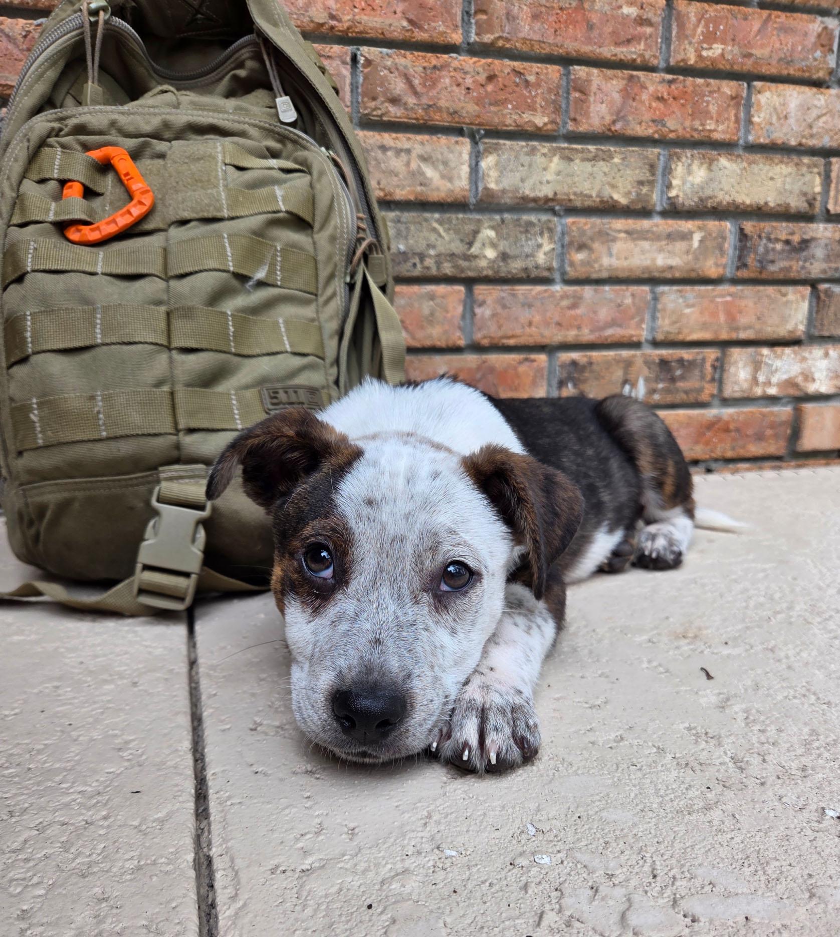 Tank, a Adoptable Australian Cattle Dog / Blue Heeler in Bradenton, FL image 2/6