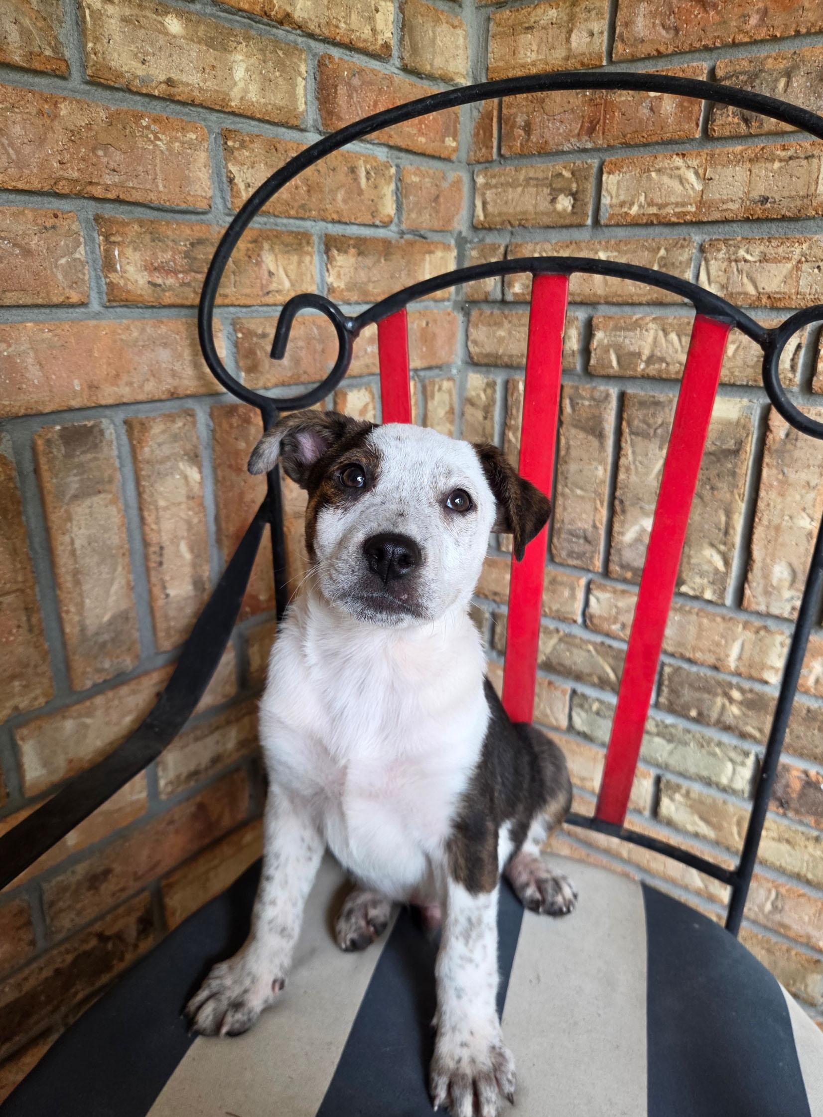 Tank, a Adoptable Australian Cattle Dog / Blue Heeler in Bradenton, FL image 3/6