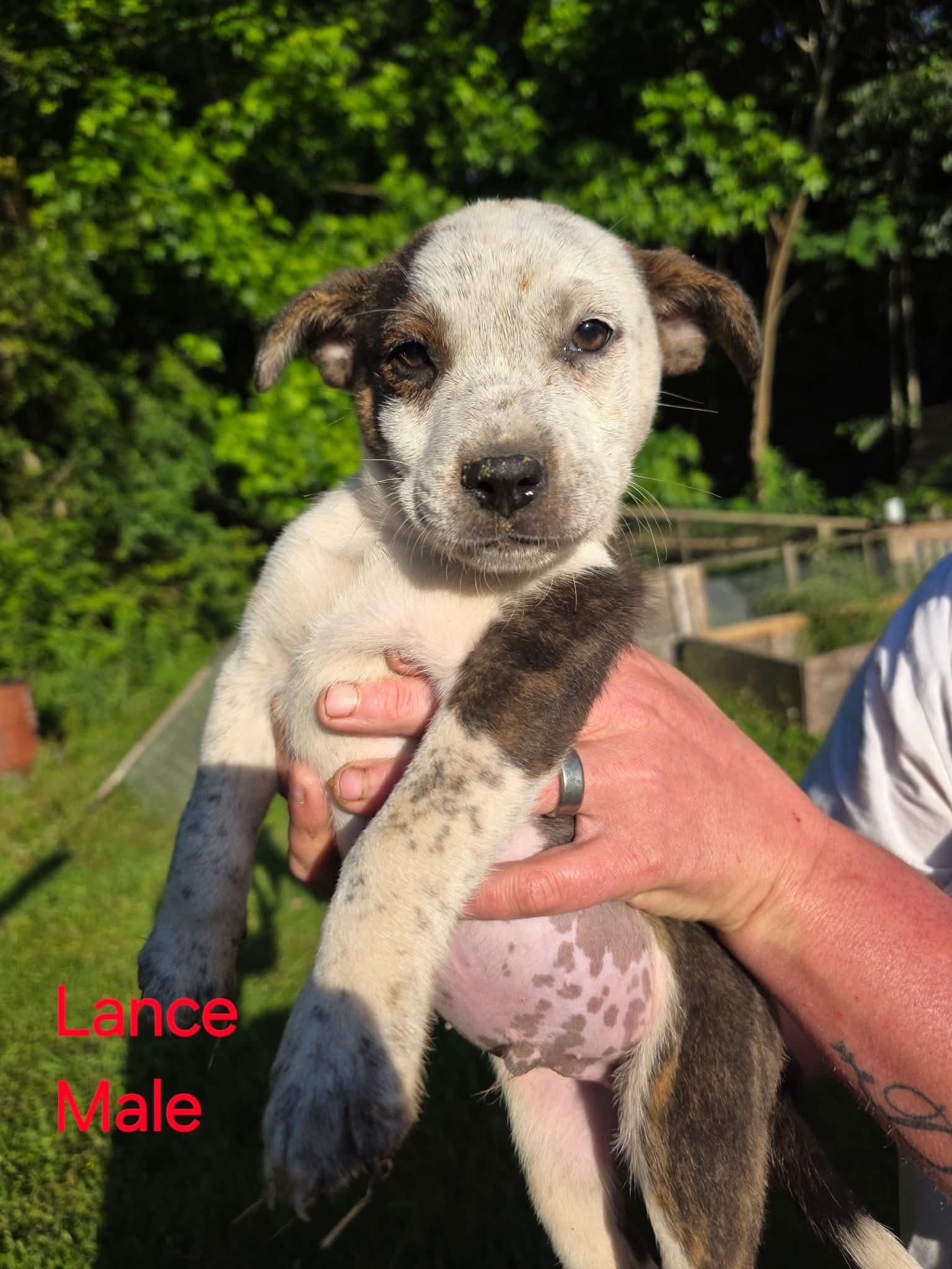 Lance, Adoptable, Puppy Male Australian Cattle Dog / Blue Heeler.