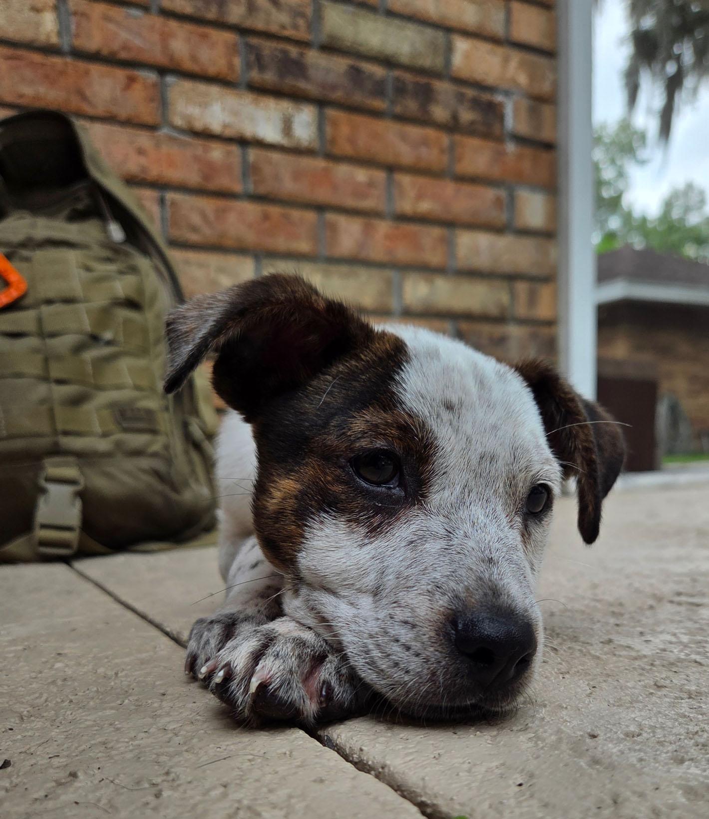Tank, a Adoptable Australian Cattle Dog / Blue Heeler in Bradenton, FL image 5/6