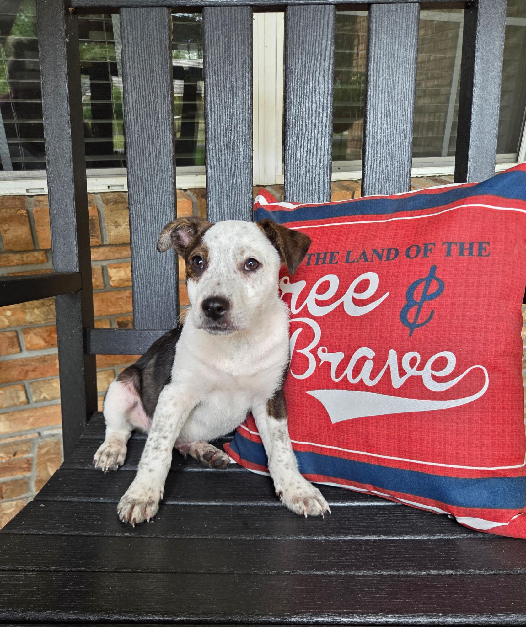 Tank, a Adoptable Australian Cattle Dog / Blue Heeler in Bradenton, FL image 6/6