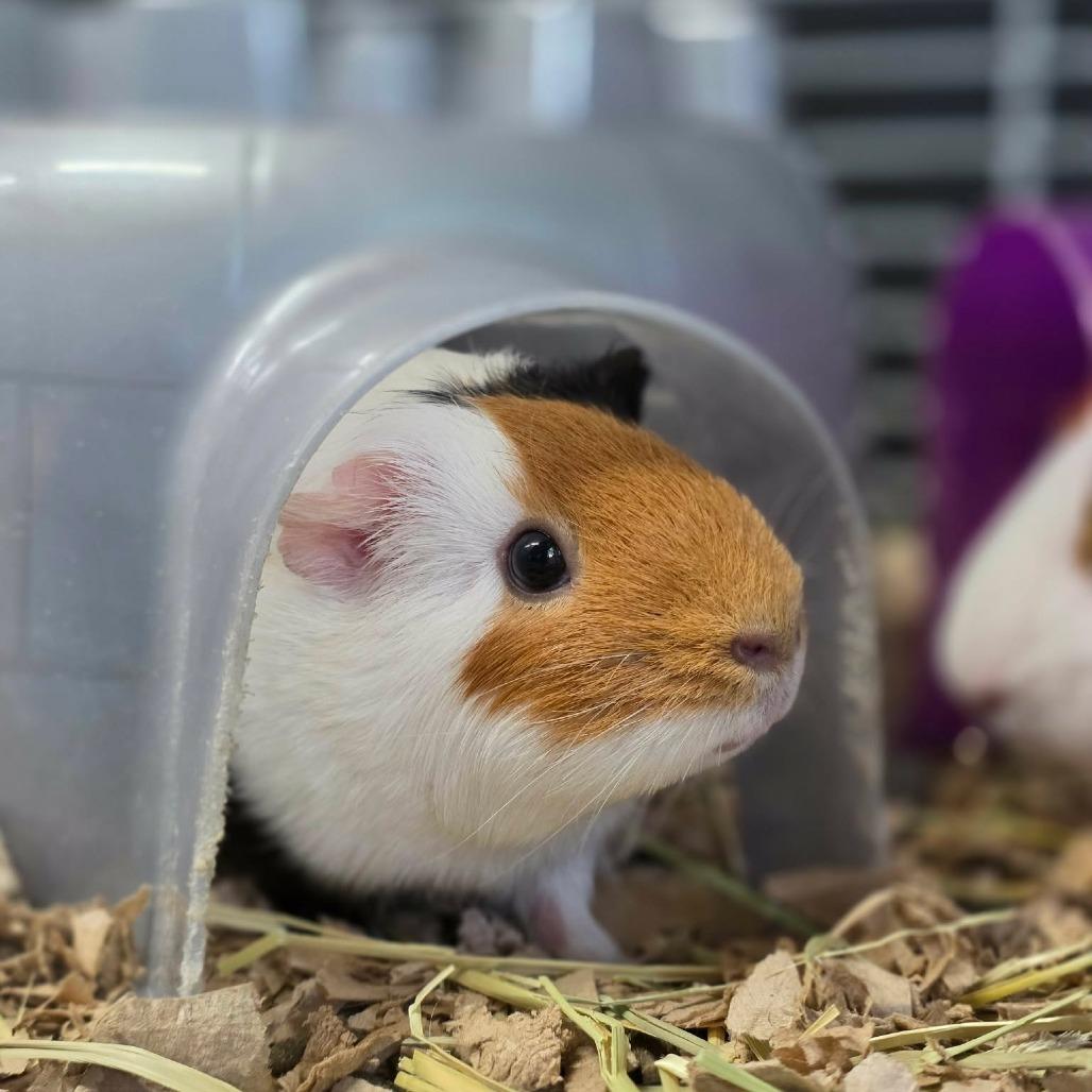 Enlarge Marble, a Adoptable Guinea Pig in Jackson, MO image 1/3