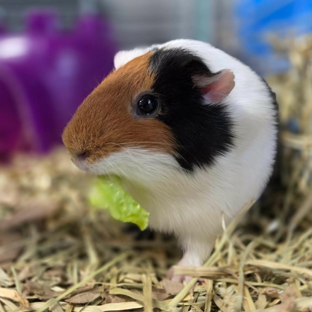 Enlarge Marble, a Adoptable Guinea Pig in Jackson, MO image 2/3