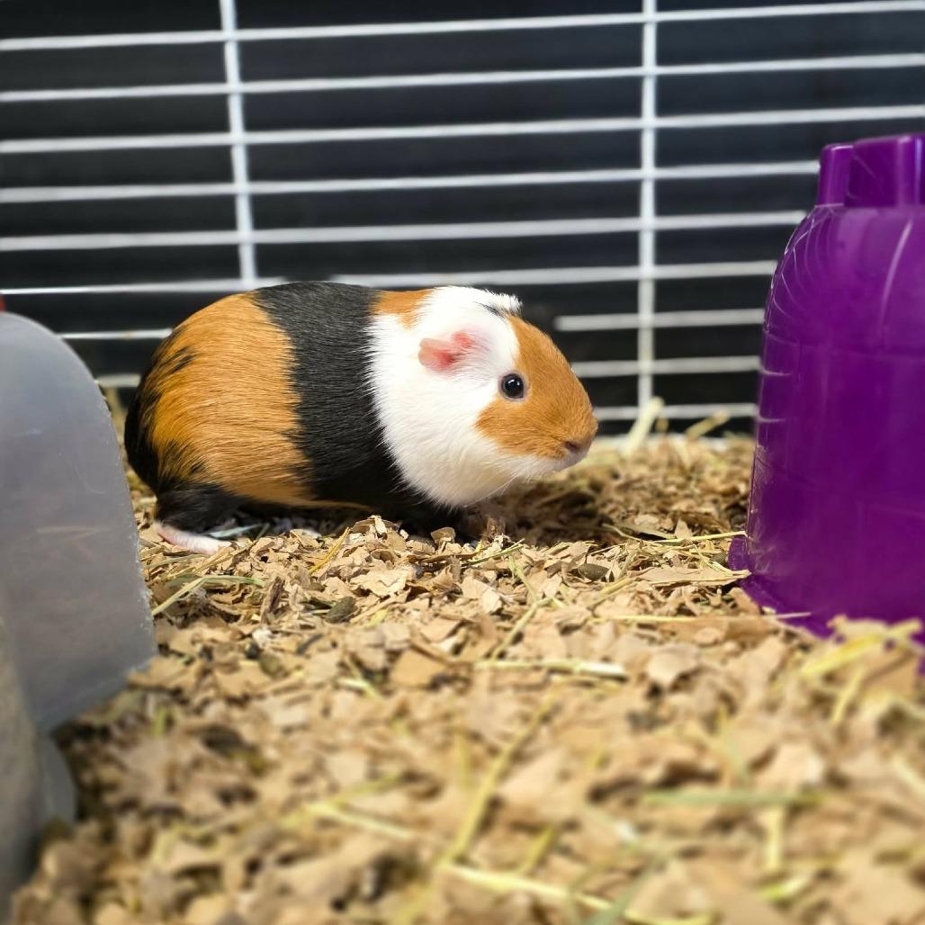 Enlarge Marble, a Adoptable Guinea Pig in Jackson, MO image 3/3