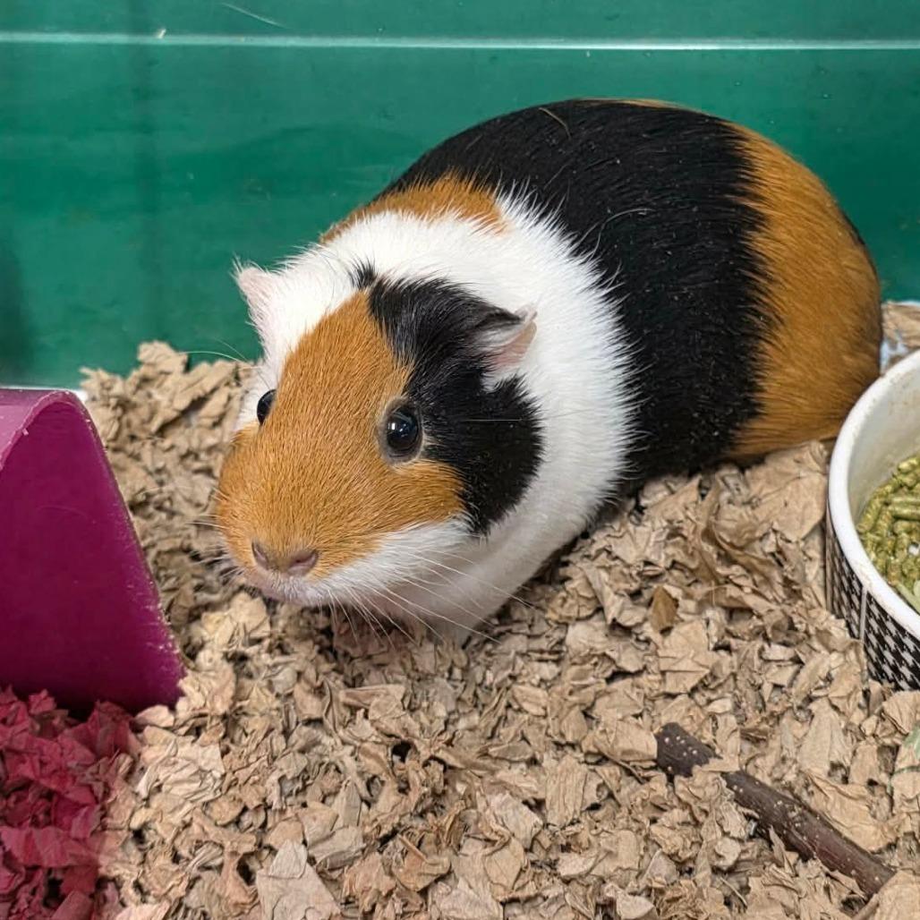 Enlarge Marble, a Adoptable Guinea Pig in Jackson, MO image 4/4