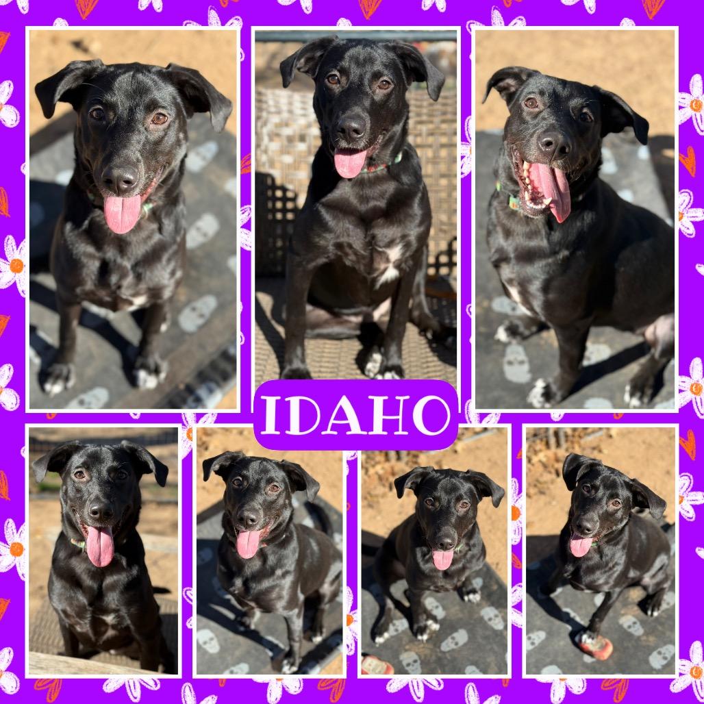 Enlarge Idaho, a Adoptable mixed breed in Fort Smith, AR image 1/3