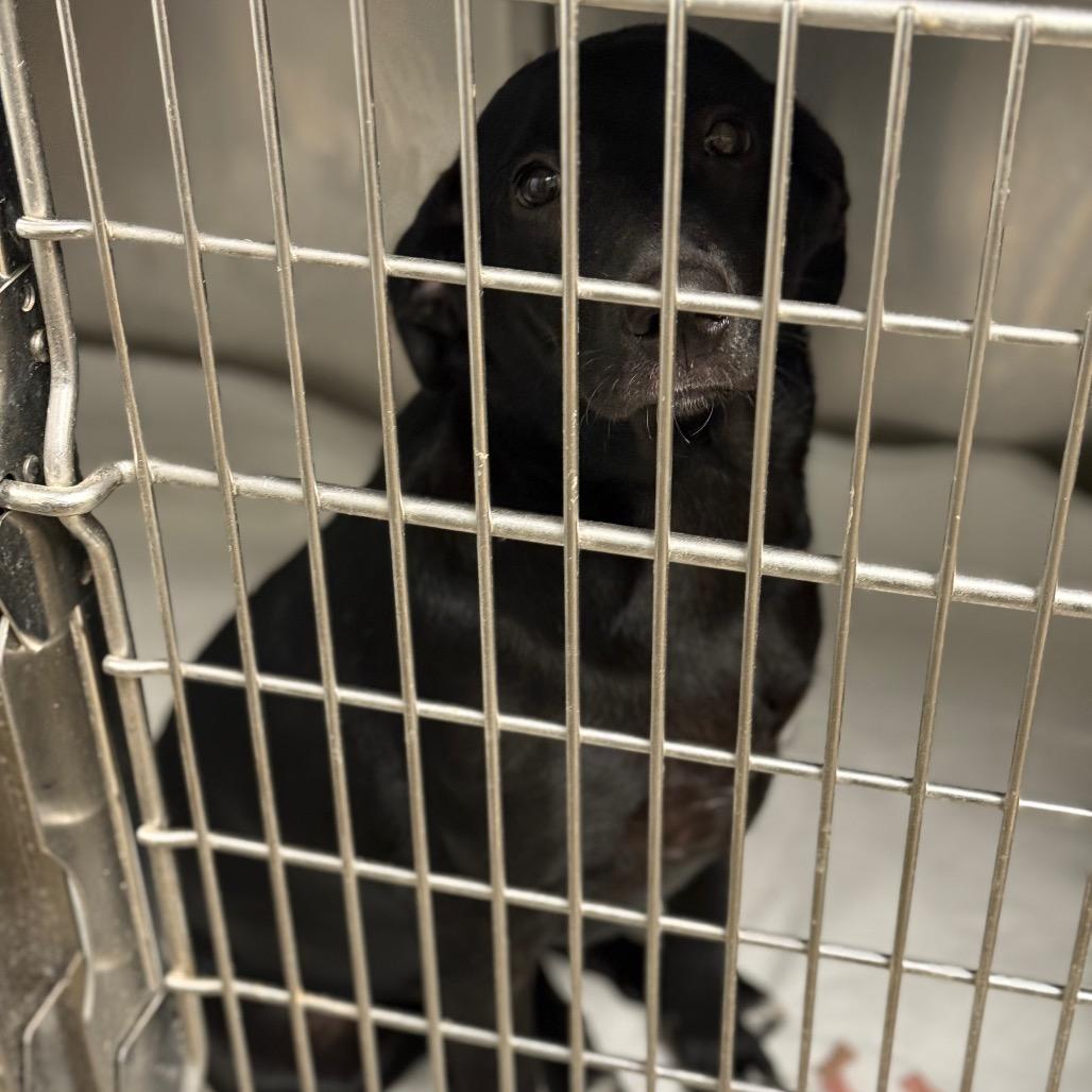 Enlarge Idaho, a Adoptable mixed breed in Fort Smith, AR image 2/3