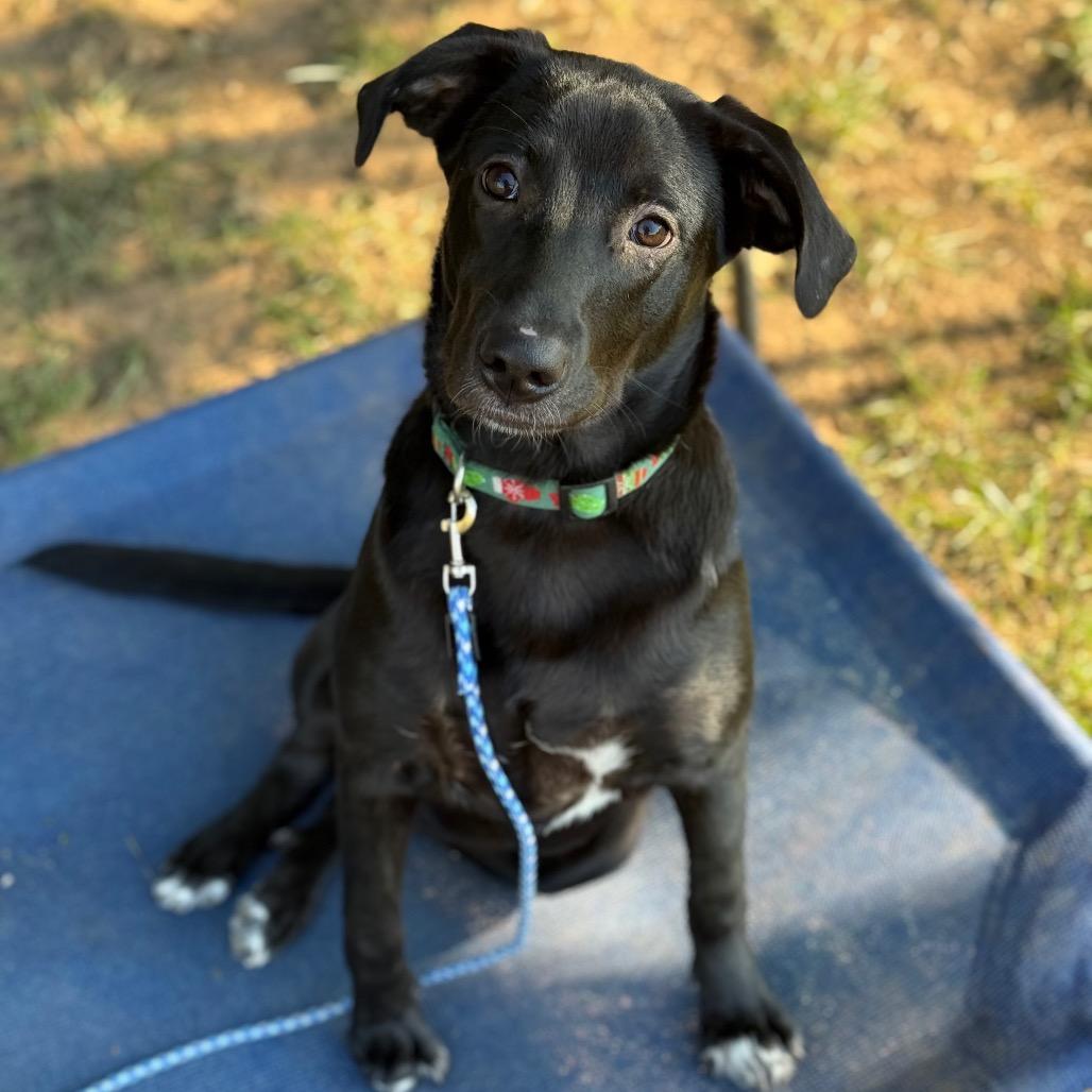 Enlarge Idaho, a Adoptable mixed breed in Fort Smith, AR image 3/3