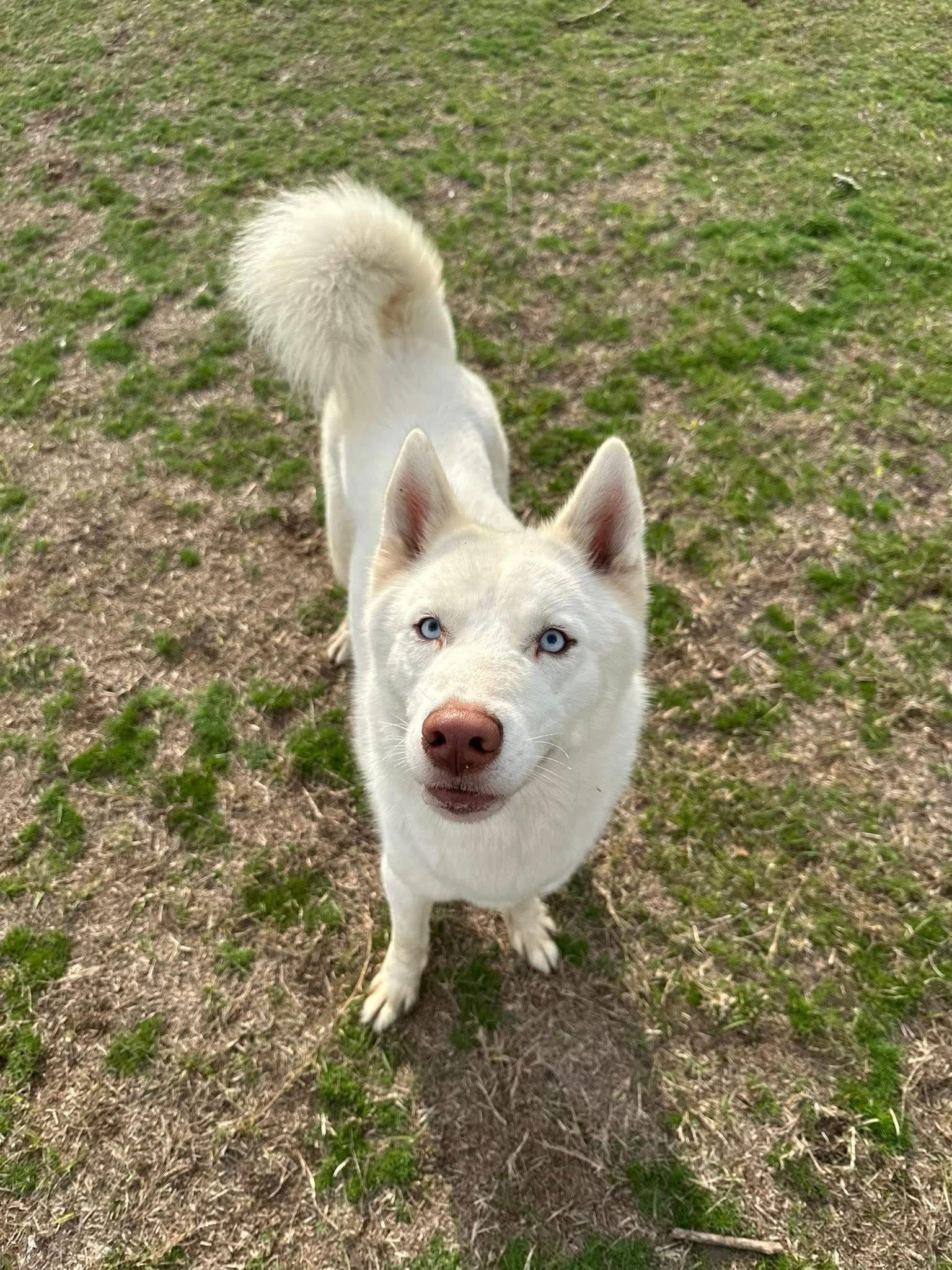 Glacier, Adoptable, Adult Male Siberian Husky.