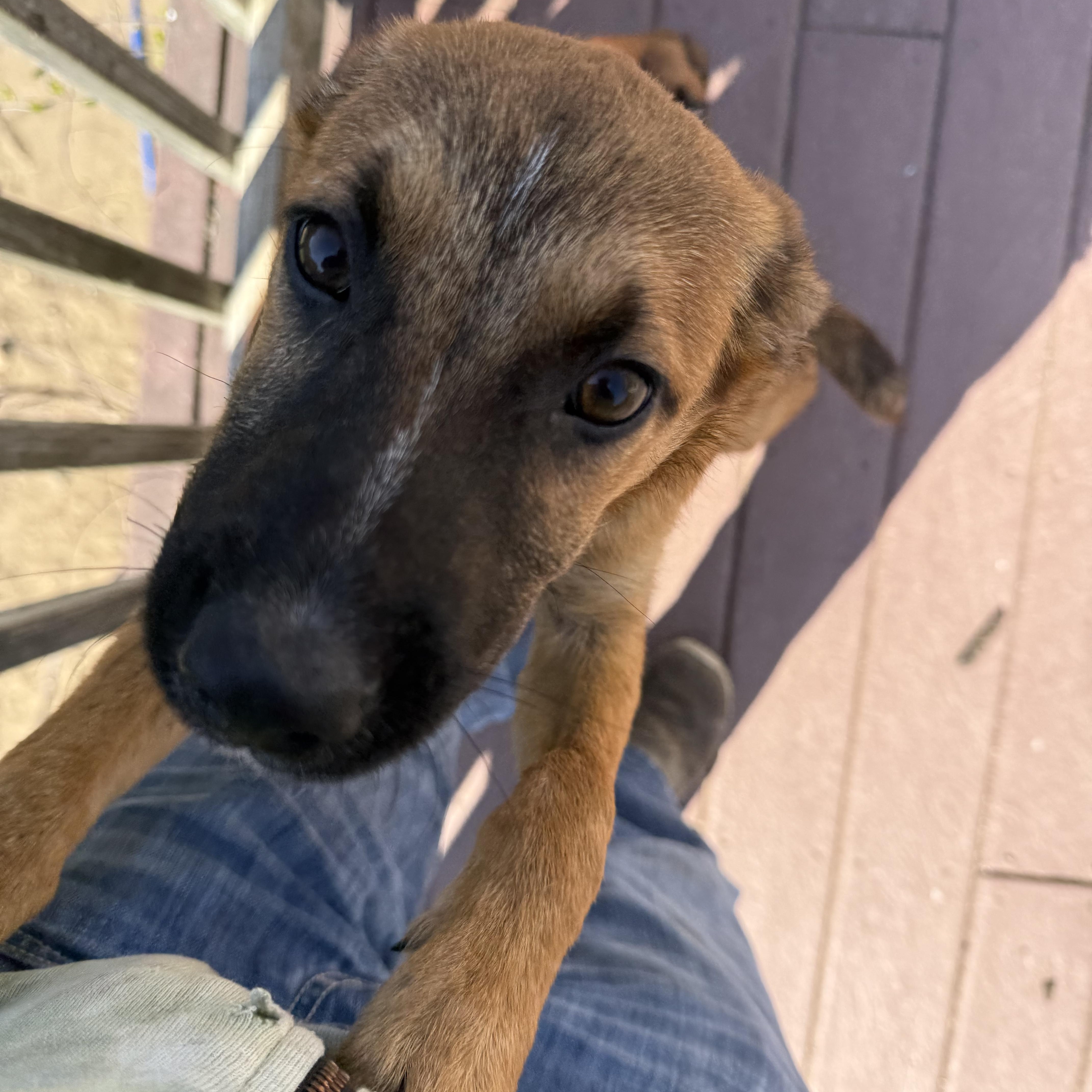 Roddy , a ADOPTABLE mixed breed in Carver, MA image 2/4