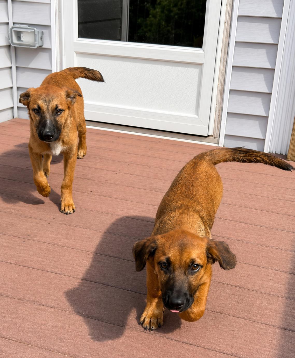 Roddy , a ADOPTABLE mixed breed in Carver, MA image 3/4