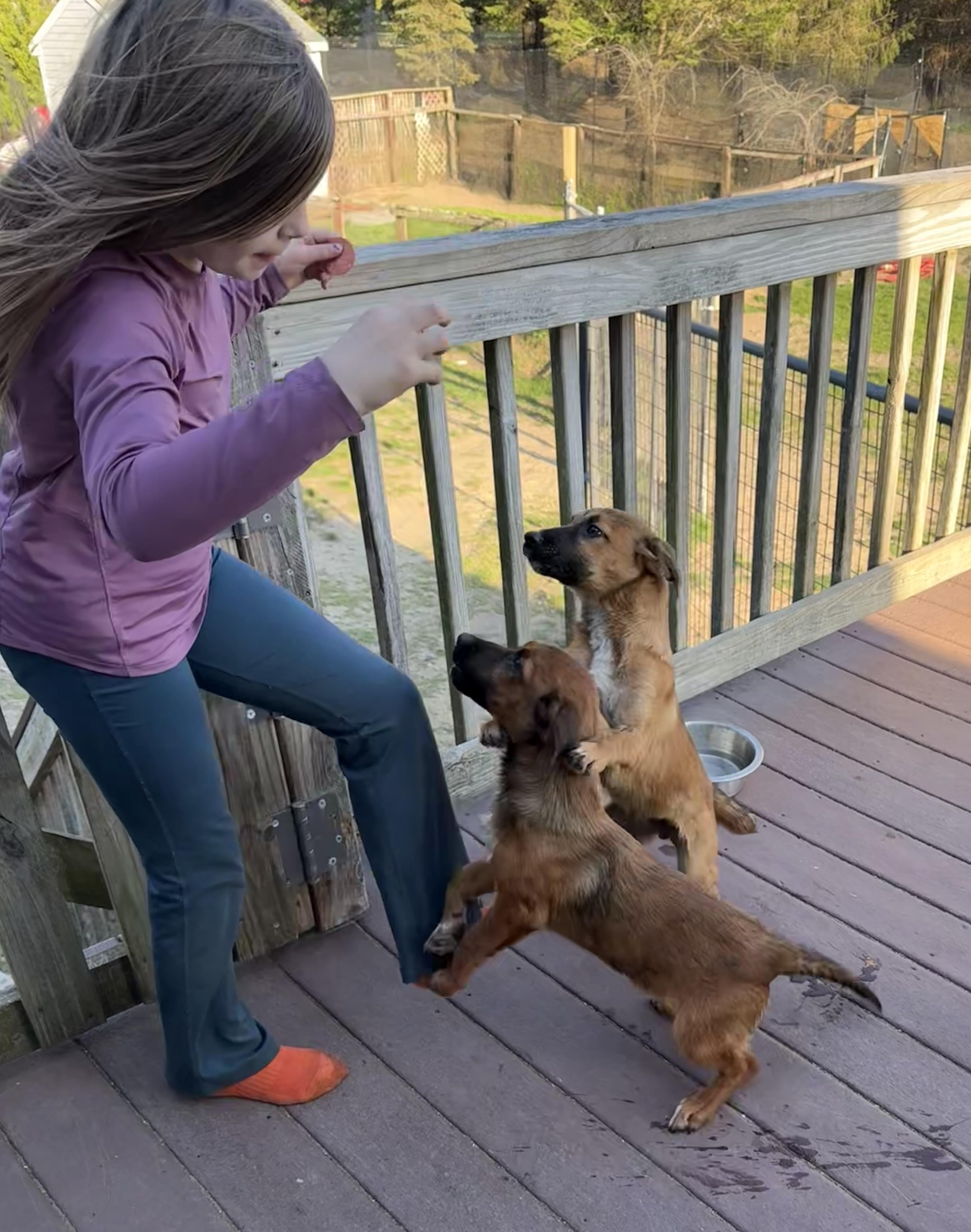 Roddy , ADOPTABLE, Puppy Male Pembroke Welsh Corgi & Black Mouth Cur.