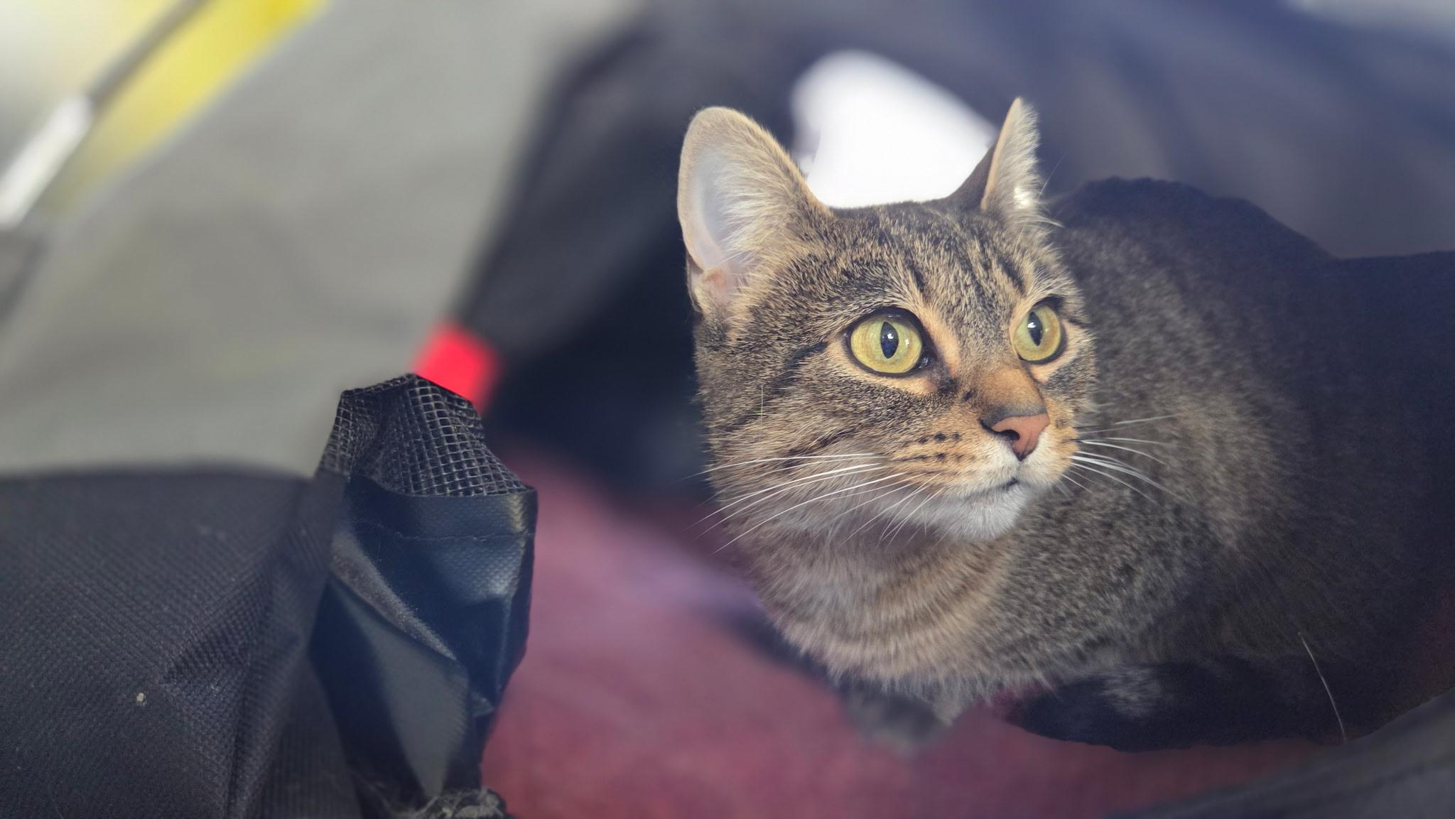 Betty Shewman (sweet, pretty girl!)