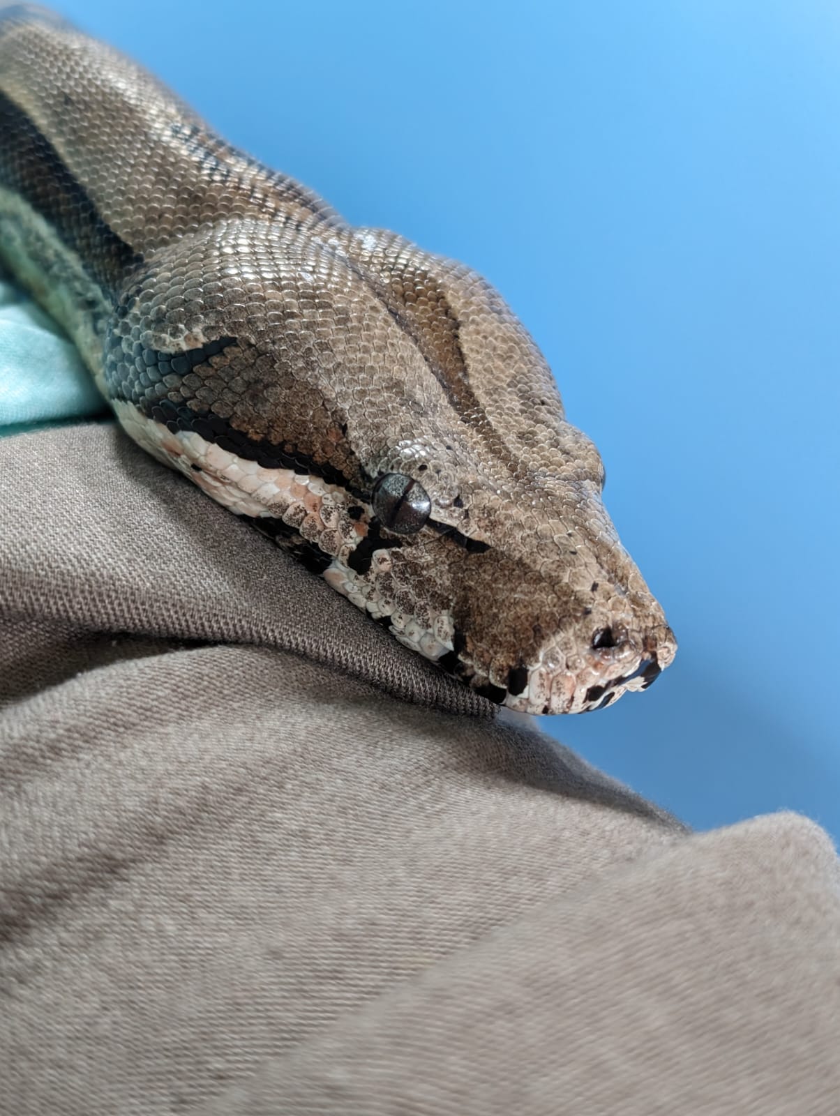 Enlarge Rigatoni #10419, a Adoptable Boa in Vista, CA image 8/11