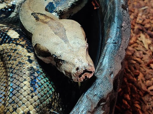 Rigatoni #10419, Adoptable, Adult Unknown Boa.