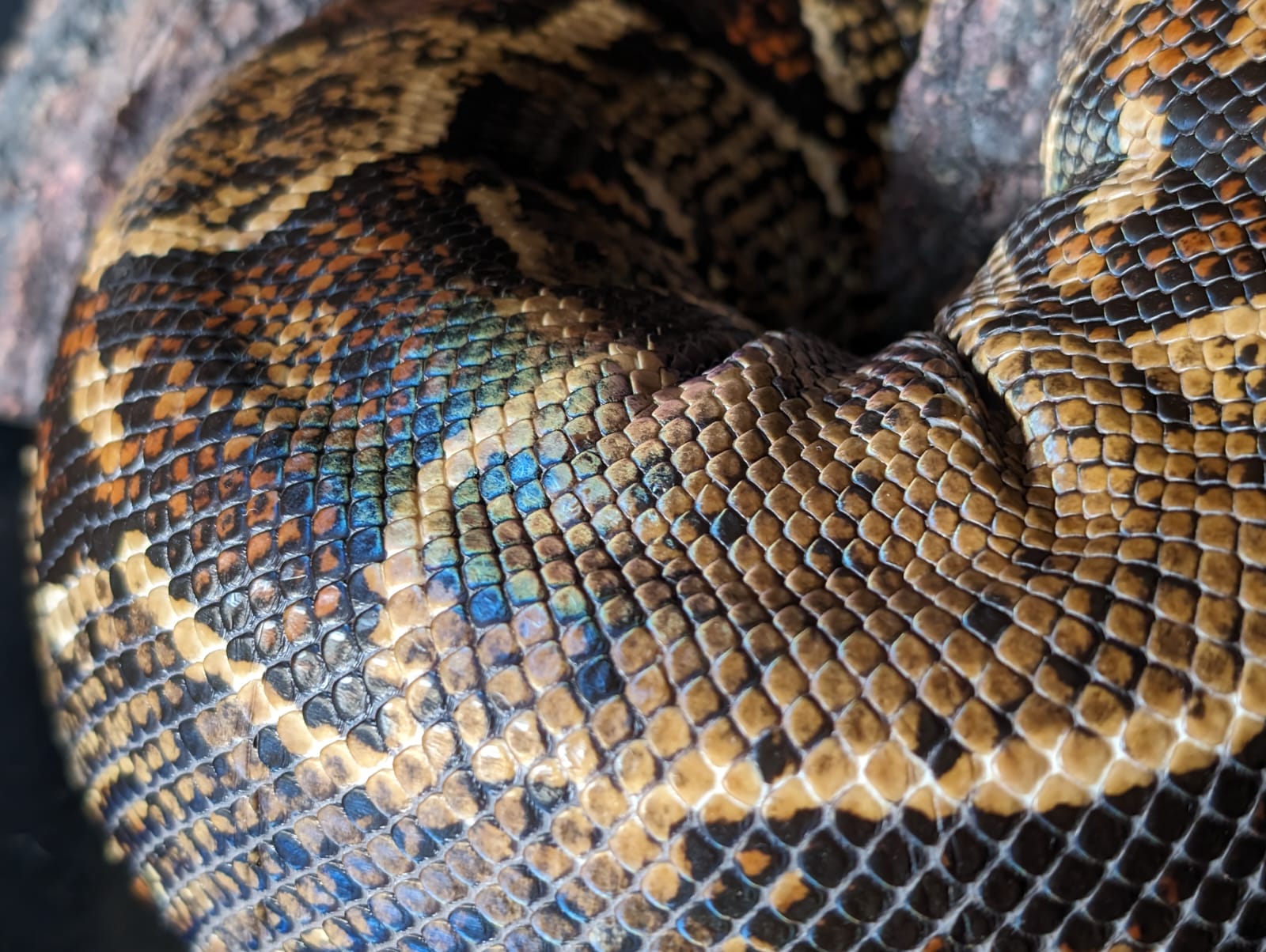 Enlarge Rigatoni #10419, a Adoptable Boa in Vista, CA image 9/11