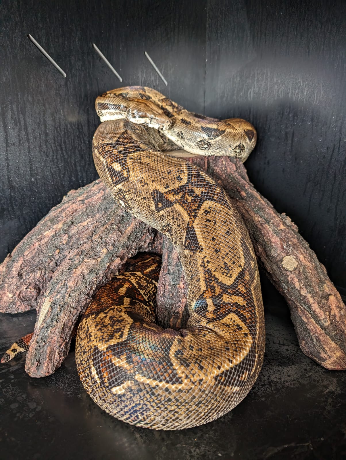 Enlarge Rigatoni #10419, a Adoptable Boa in Vista, CA image 10/11