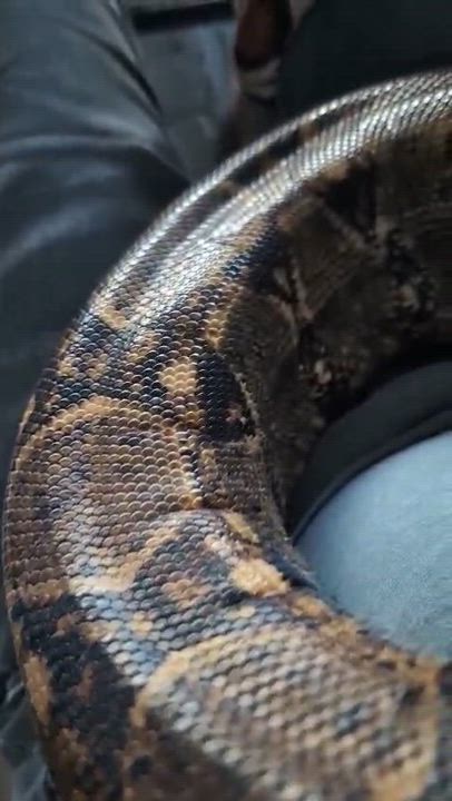 Enlarge Rigatoni #10419, a Adoptable Boa in Vista, CA video 11/11