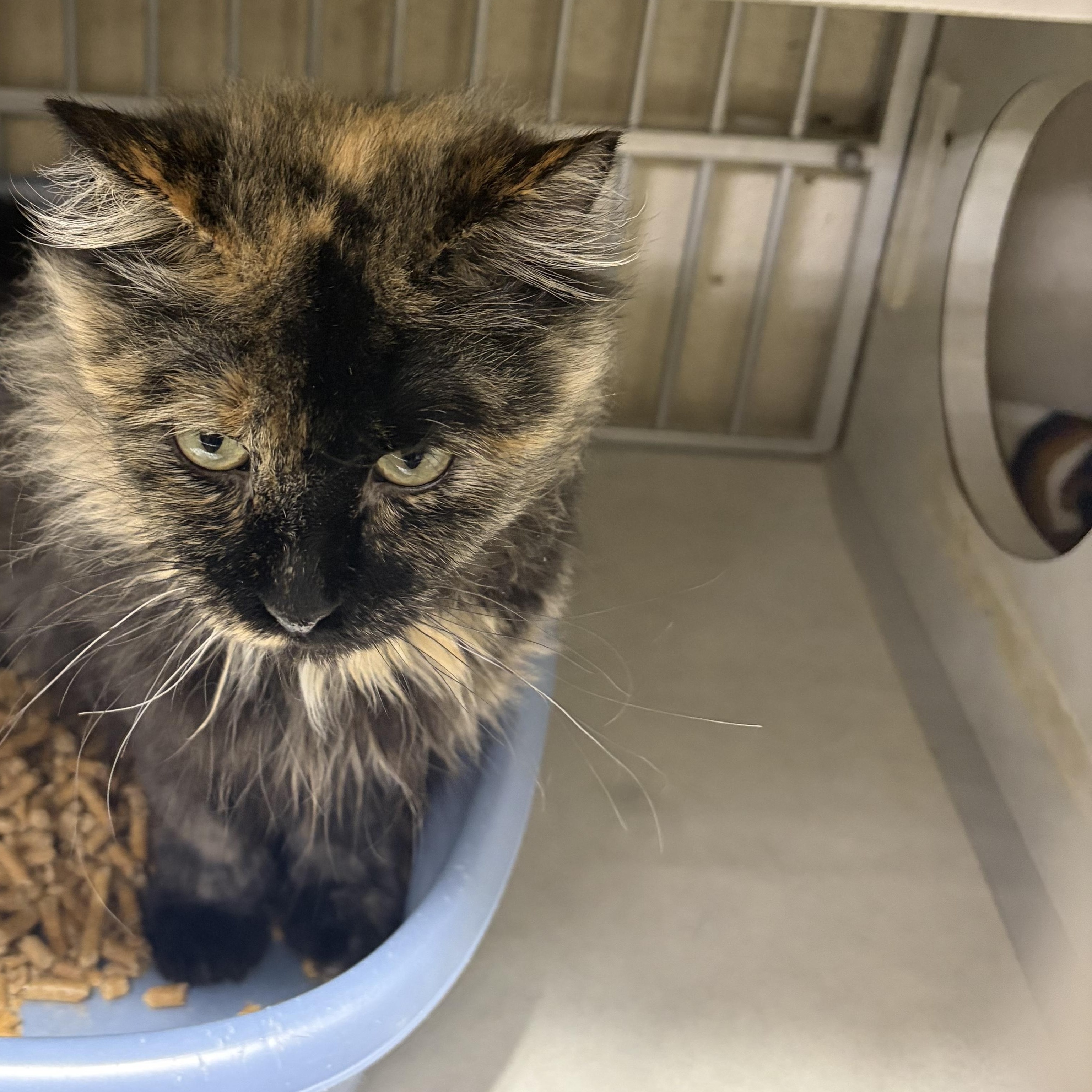 Enlarge Cassie, a Adoptable Tortoiseshell in Log Lane Village, CO image 1/1