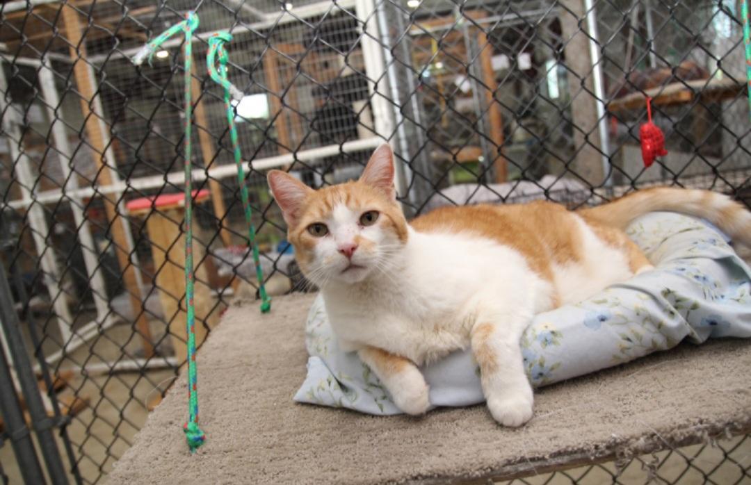 PETER AND OREO, Adoptable, Senior Male American Shorthair.