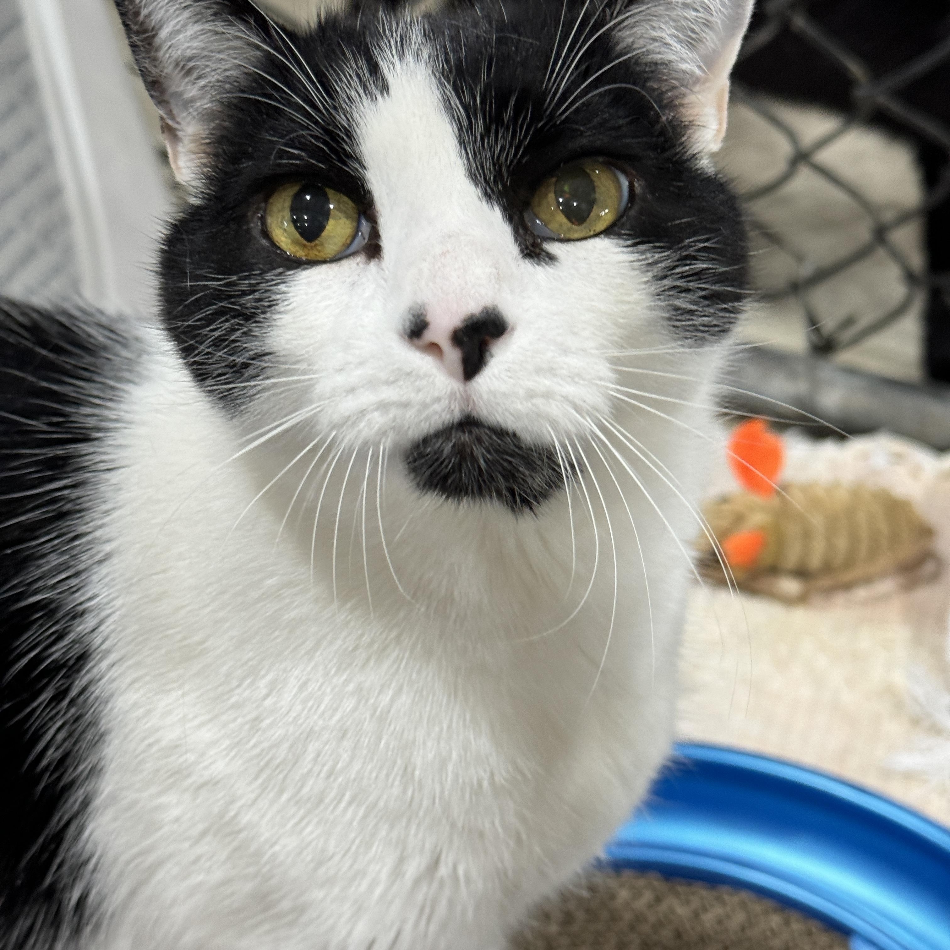 Enlarge PETER AND OREO, a Adoptable mixed breed in Harrisville, UT image 3/3